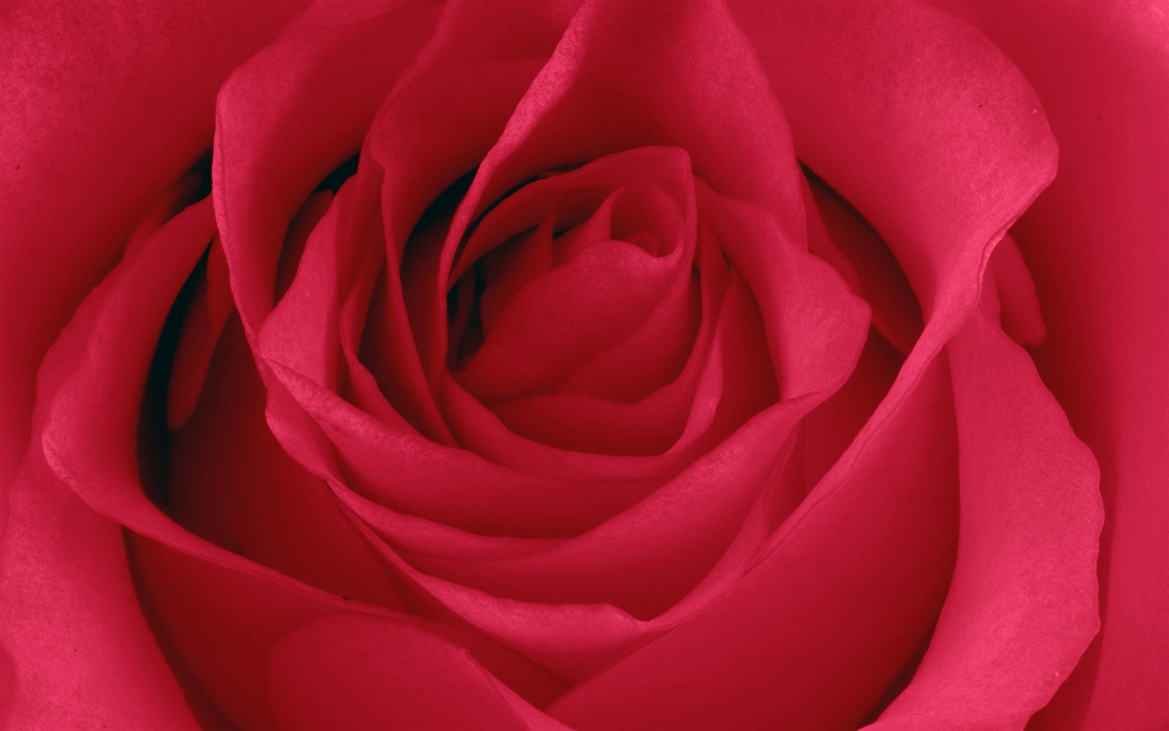 Velké Rose Foto tapety (5) #11 - 1680x1050