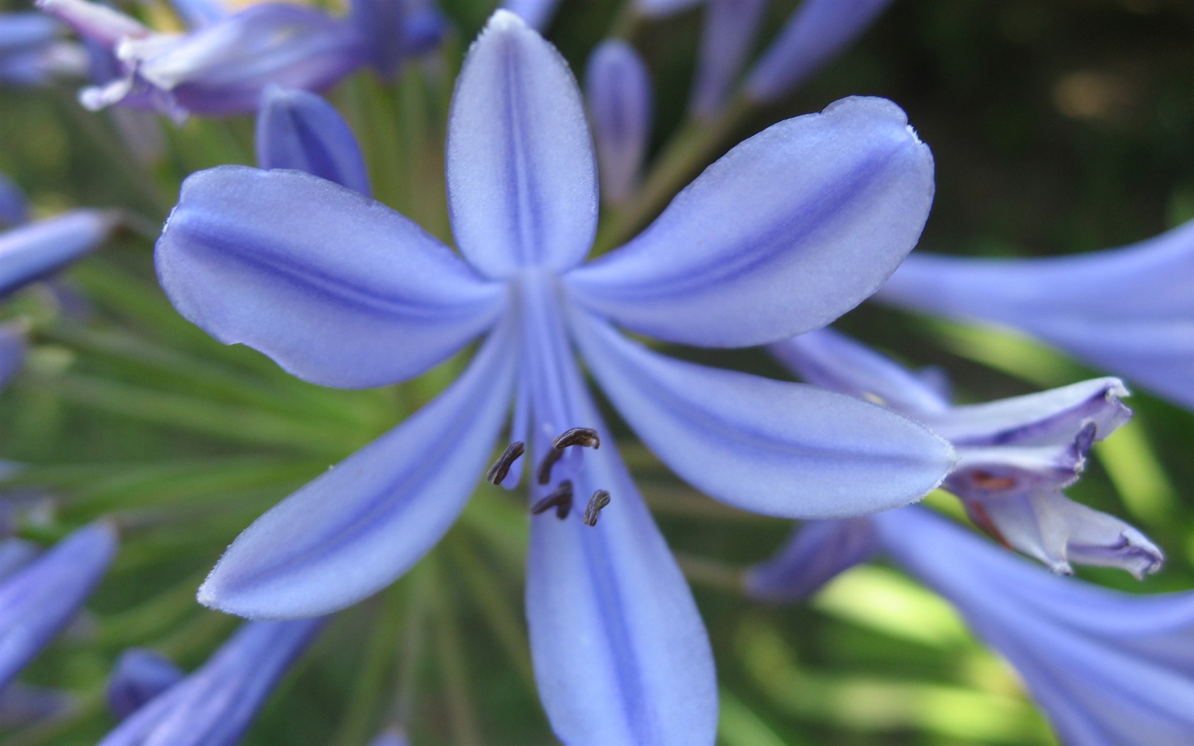 宽屏鲜花特写 壁纸(17)15 - 1680x1050