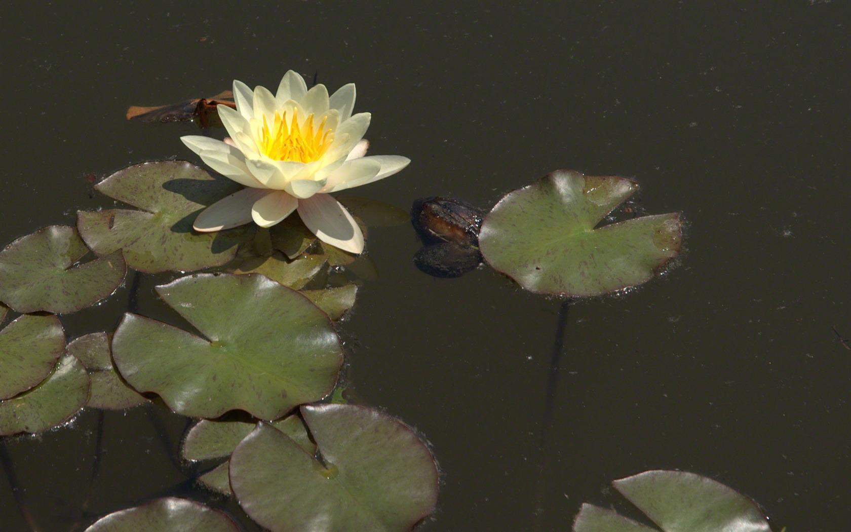 Water Lily wallpaper HD #19 - 1680x1050