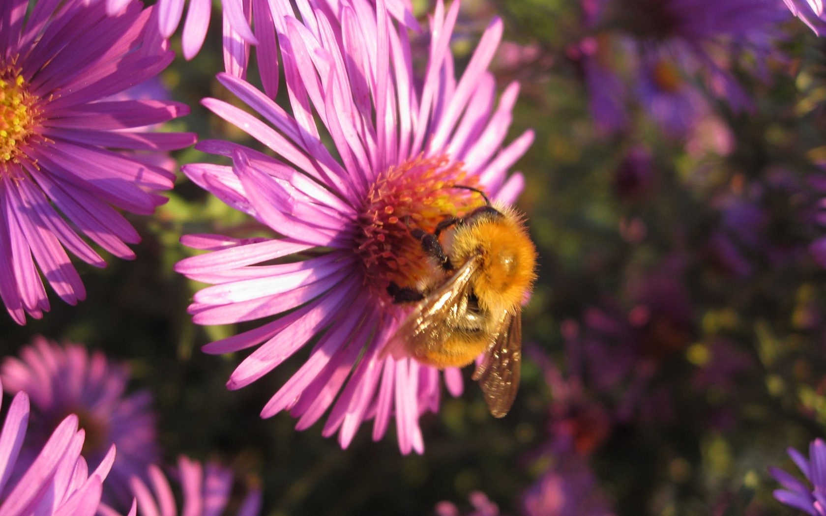 Aster Flowers 紫菀花 壁纸专辑6 - 1680x1050