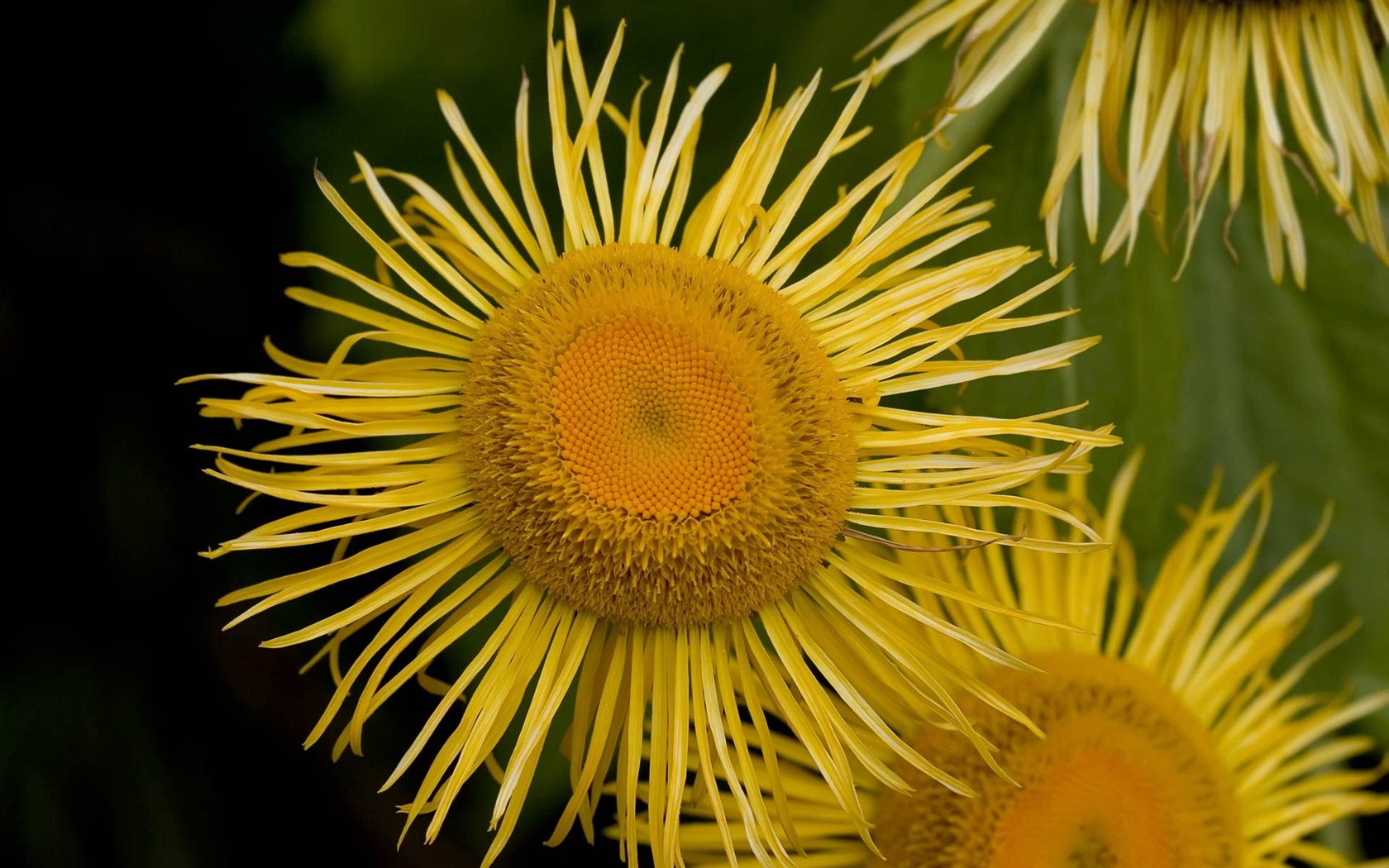 fleurs fond d'écran Widescreen close-up (22) #12 - 1680x1050