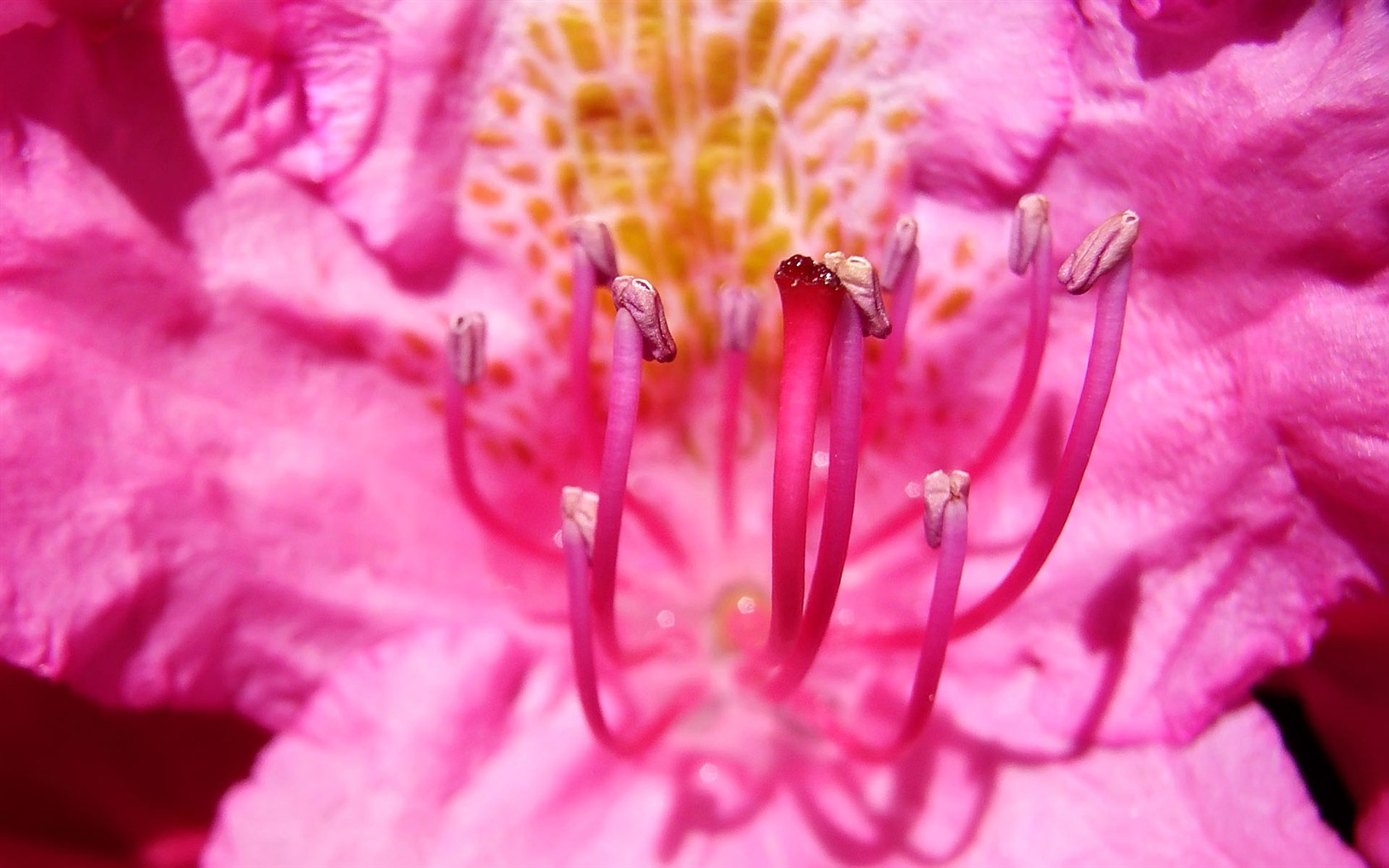 fleurs fond d'écran Widescreen close-up (22) #18 - 1680x1050