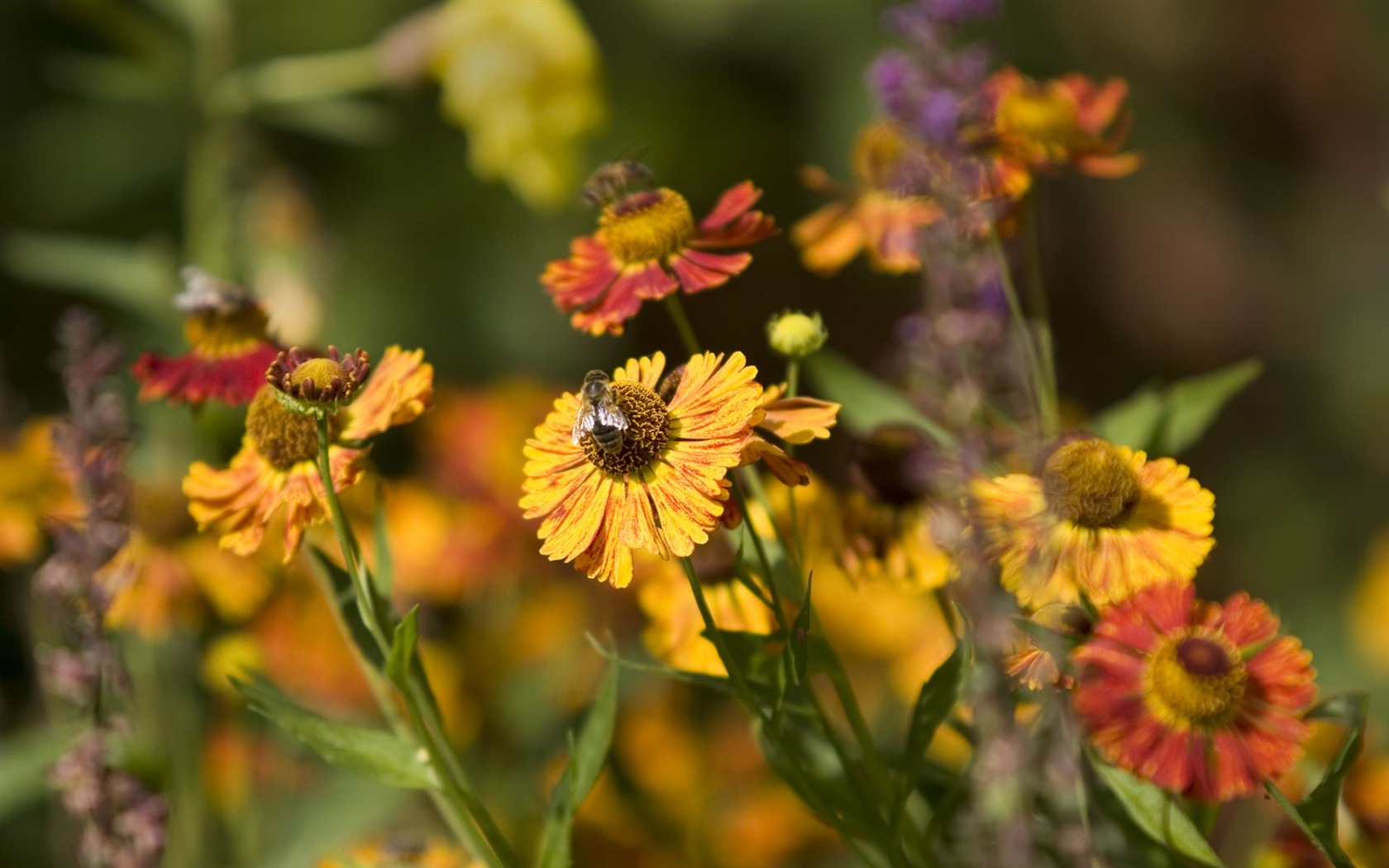 Widescreen wallpaper flowers close-up (23) #6 - 1680x1050