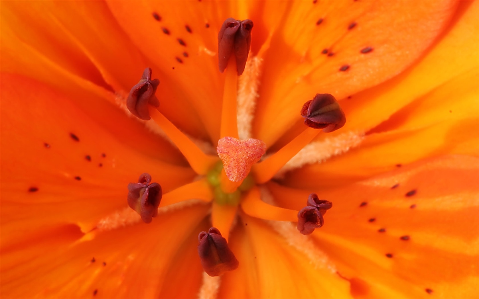 fleurs fond d'écran Widescreen close-up (23) #17 - 1680x1050