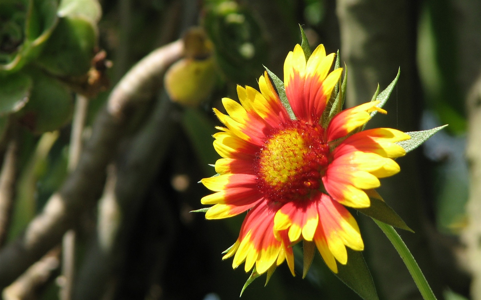 fondos de escritorio de flores con pantalla ancha de cerca (23) #18 - 1680x1050