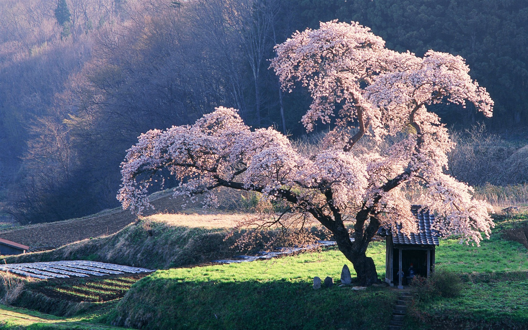 風景コレクションの壁紙 (46) #5 - 1680x1050