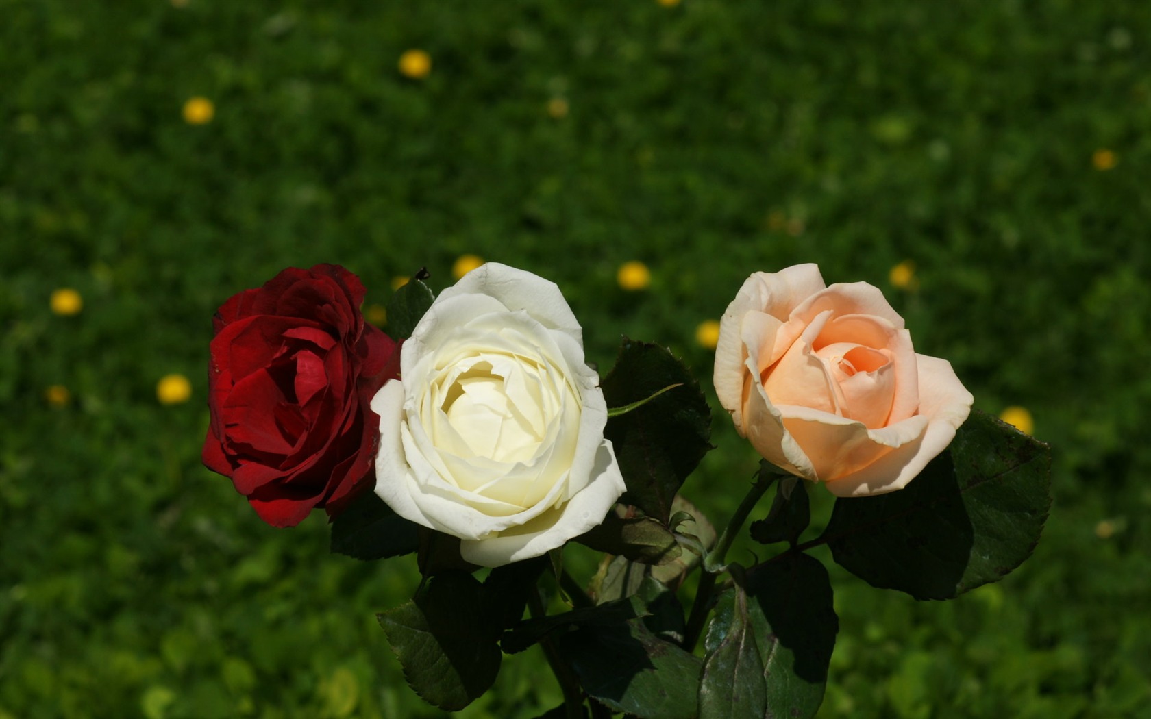Rose Fondos de Fotografía (9) #12 - 1680x1050