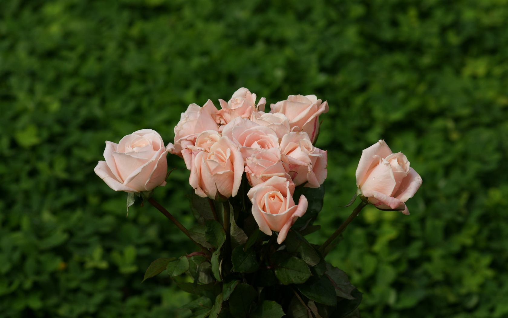 Rose Fondos de Fotografía (9) #20 - 1680x1050