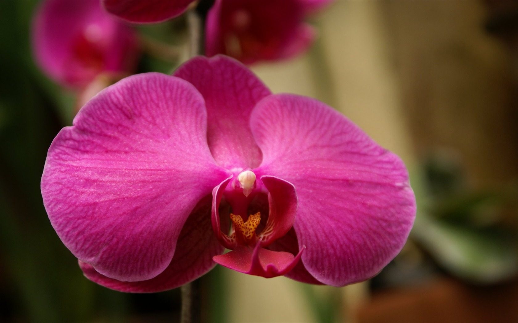 Орхидея обои фото (1) #12 - 1680x1050