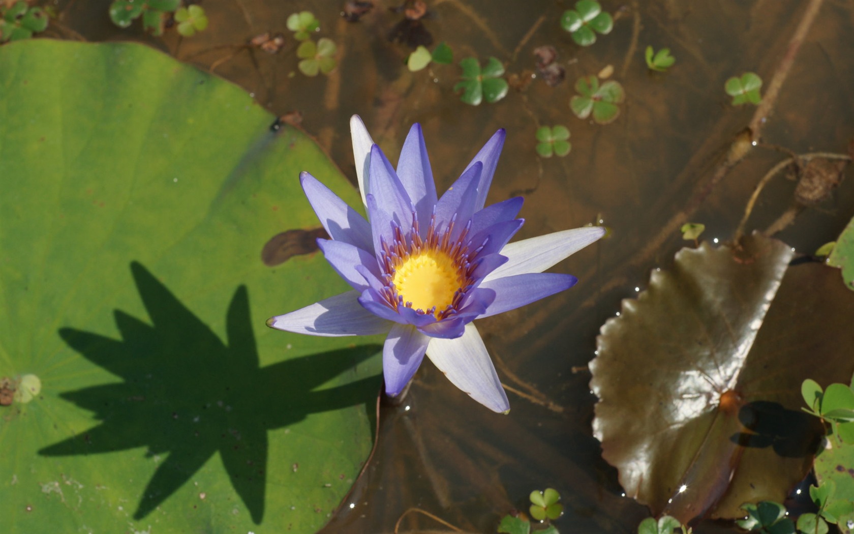 Lotus фото обои (1) #9 - 1680x1050