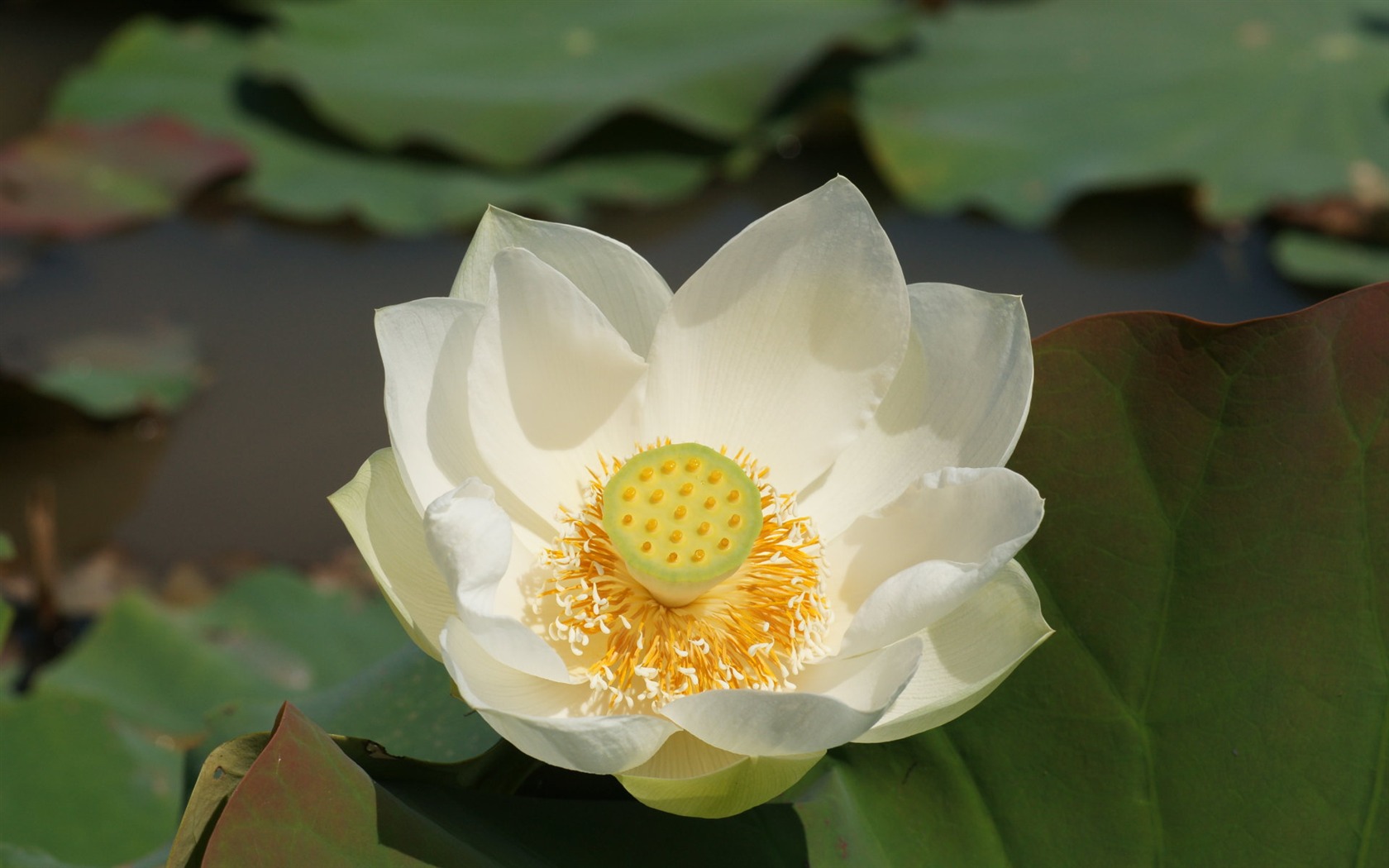 Lotus фото обои (1) #18 - 1680x1050