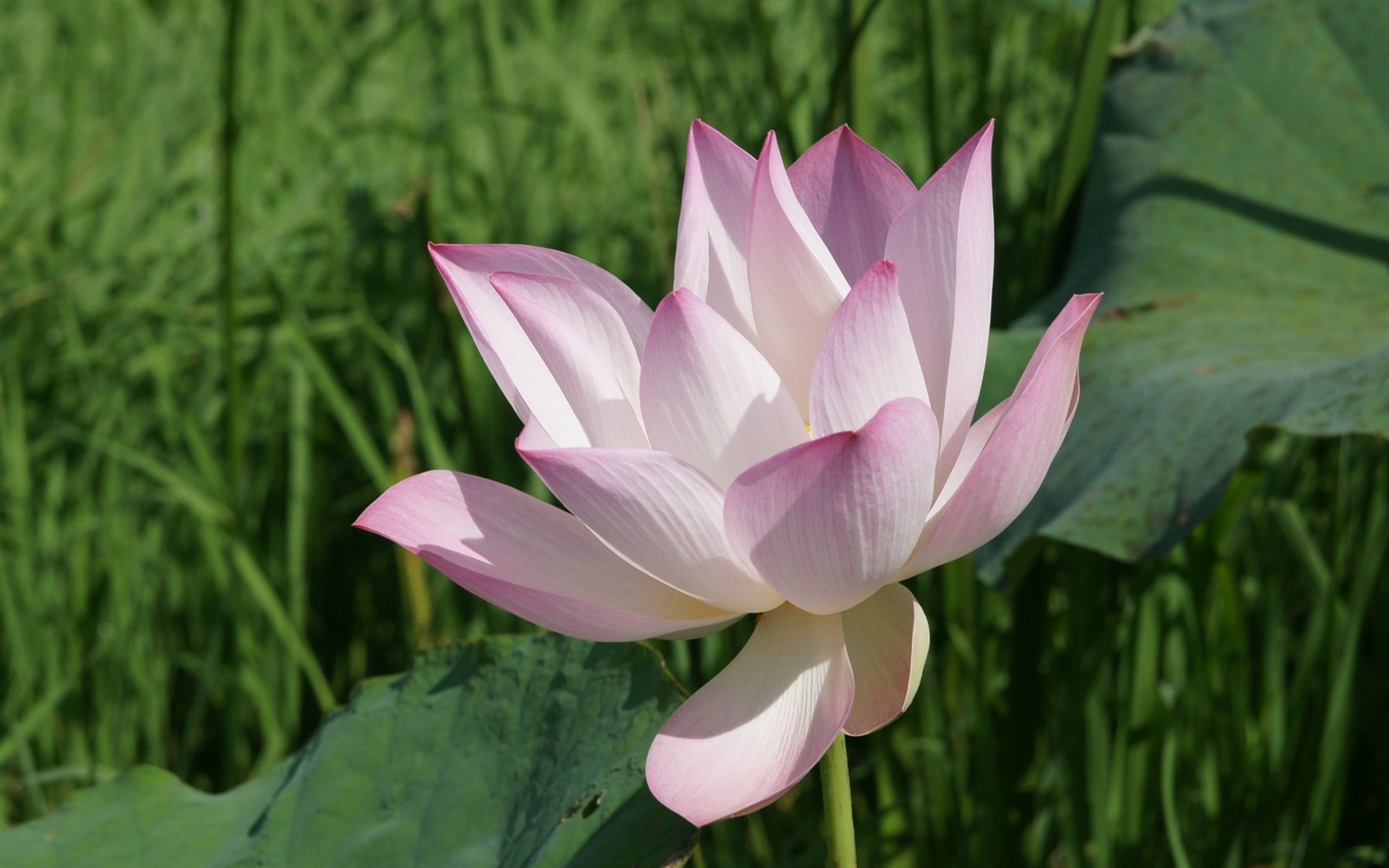 Lotus Fototapete (2) #5 - 1680x1050