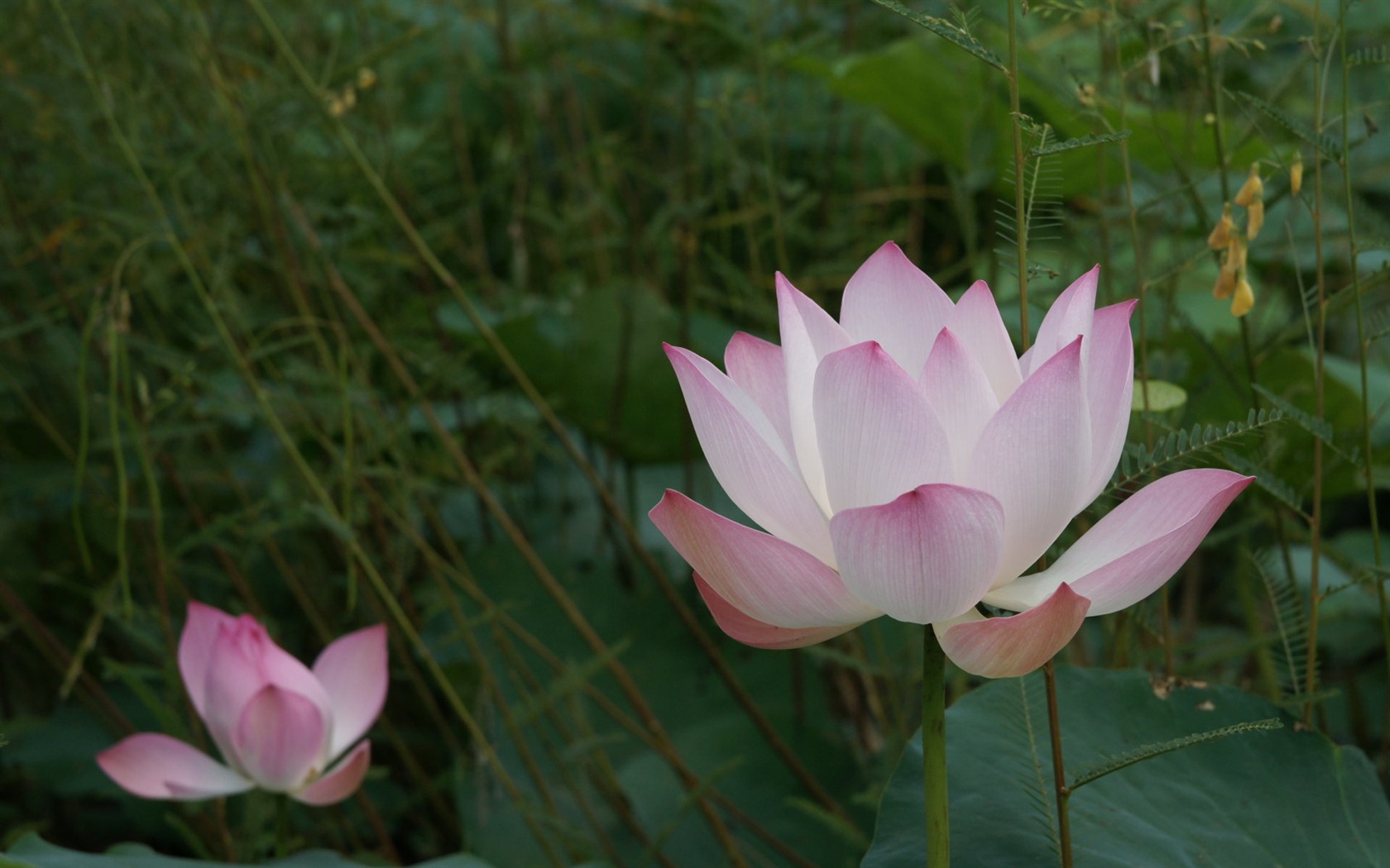 Lotus tapety foto (2) #7 - 1680x1050