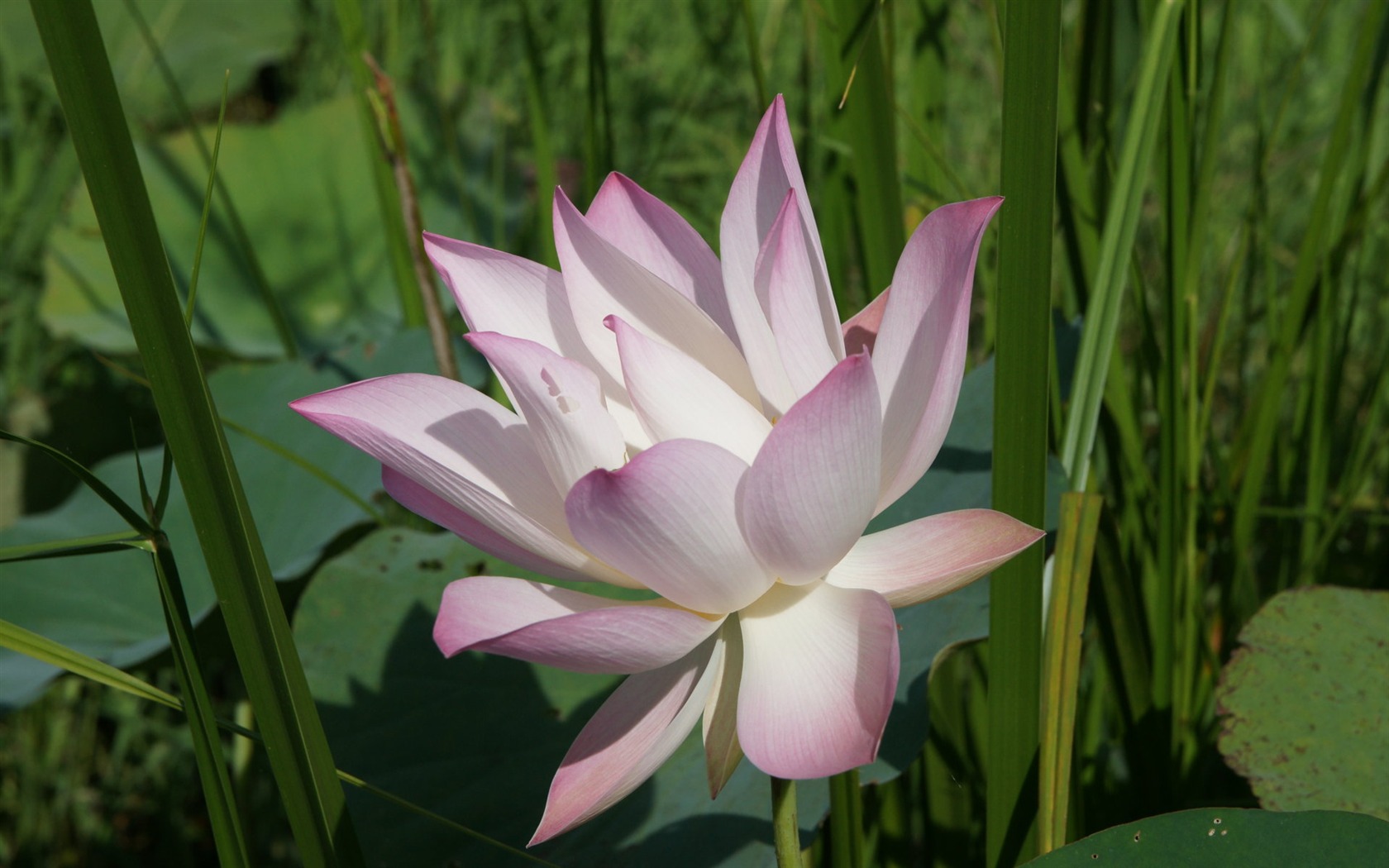 Lotus Fototapete (2) #9 - 1680x1050
