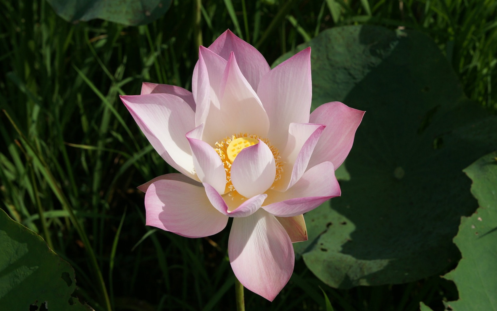 Lotus photo wallpaper (2) #13 - 1680x1050