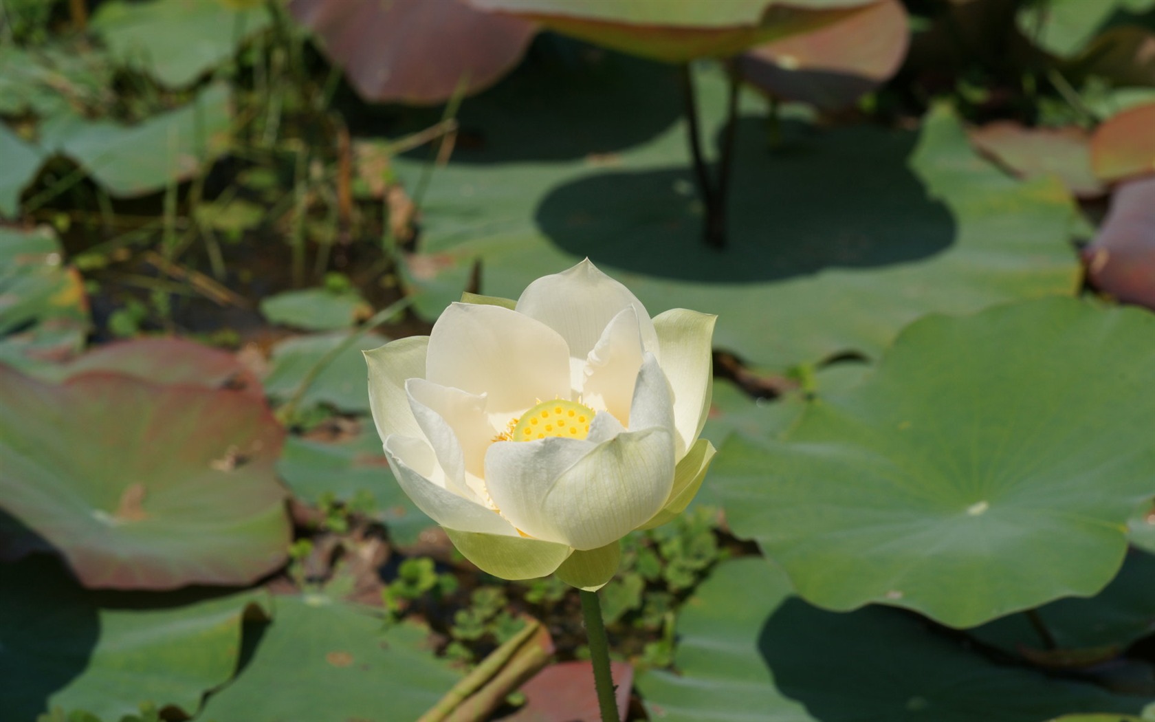 Lotus Fototapete (3) #13 - 1680x1050