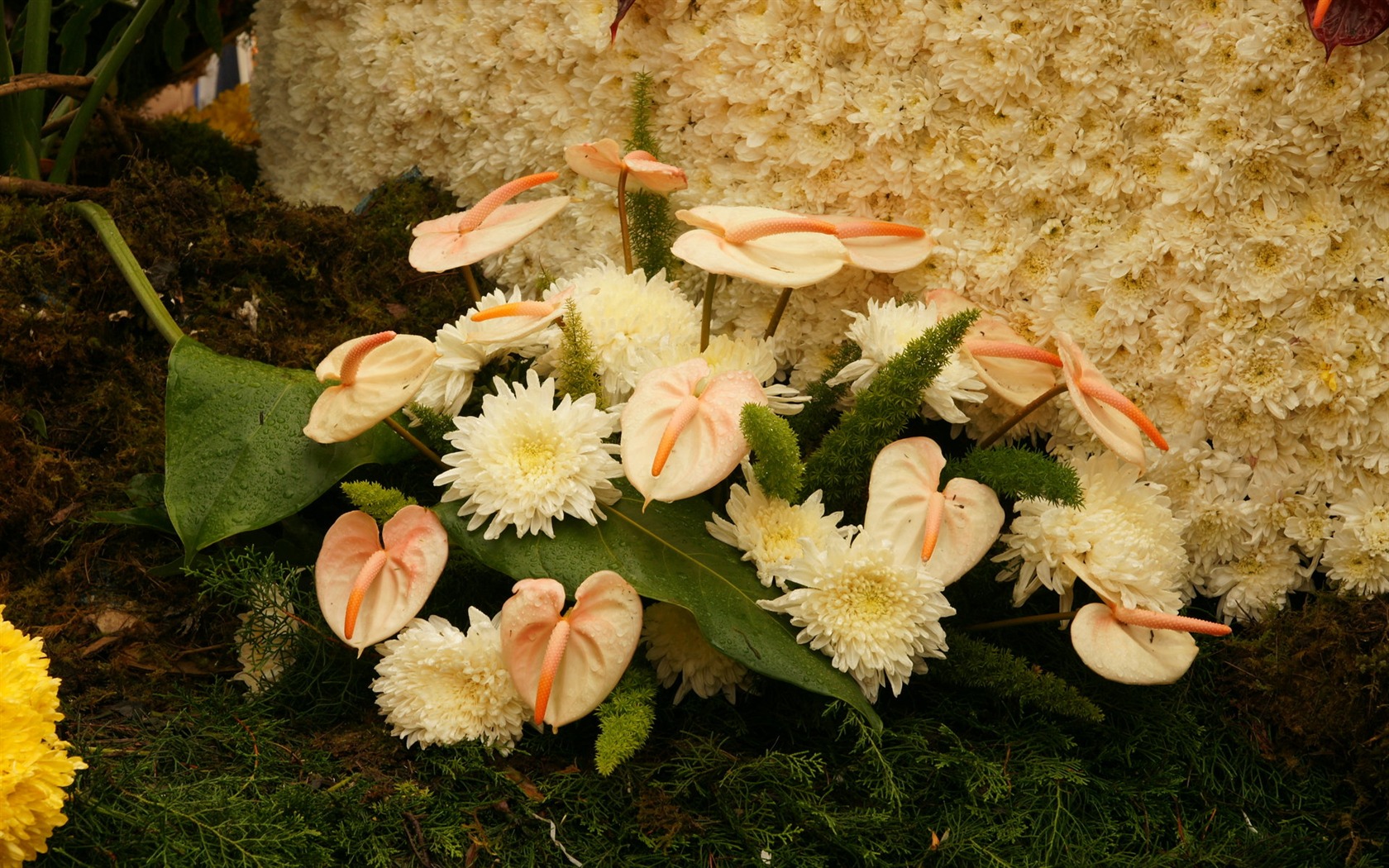 Bunte Blumen schmücken Tapete (3) #8 - 1680x1050