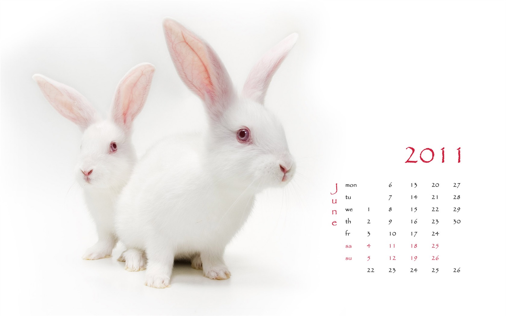 Année du papier peint Rabbit calendrier 2011 (1) #6 - 1680x1050