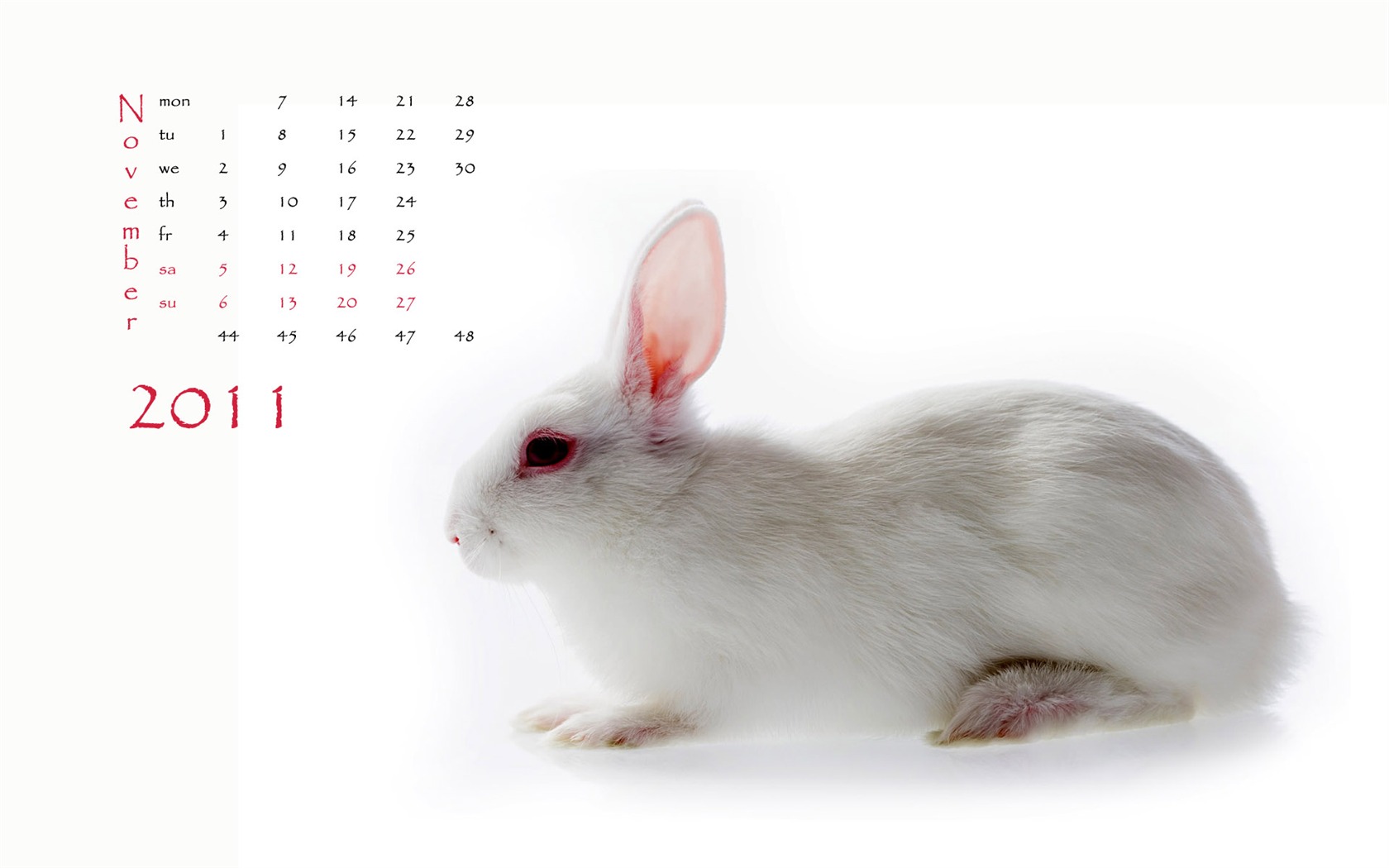 Год Кролика 2011 календарь обои (1) #11 - 1680x1050
