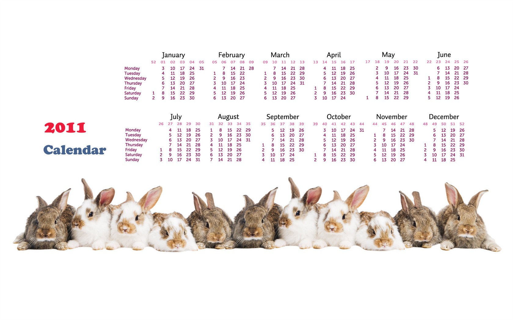 Année du papier peint Rabbit calendrier 2011 (1) #15 - 1680x1050