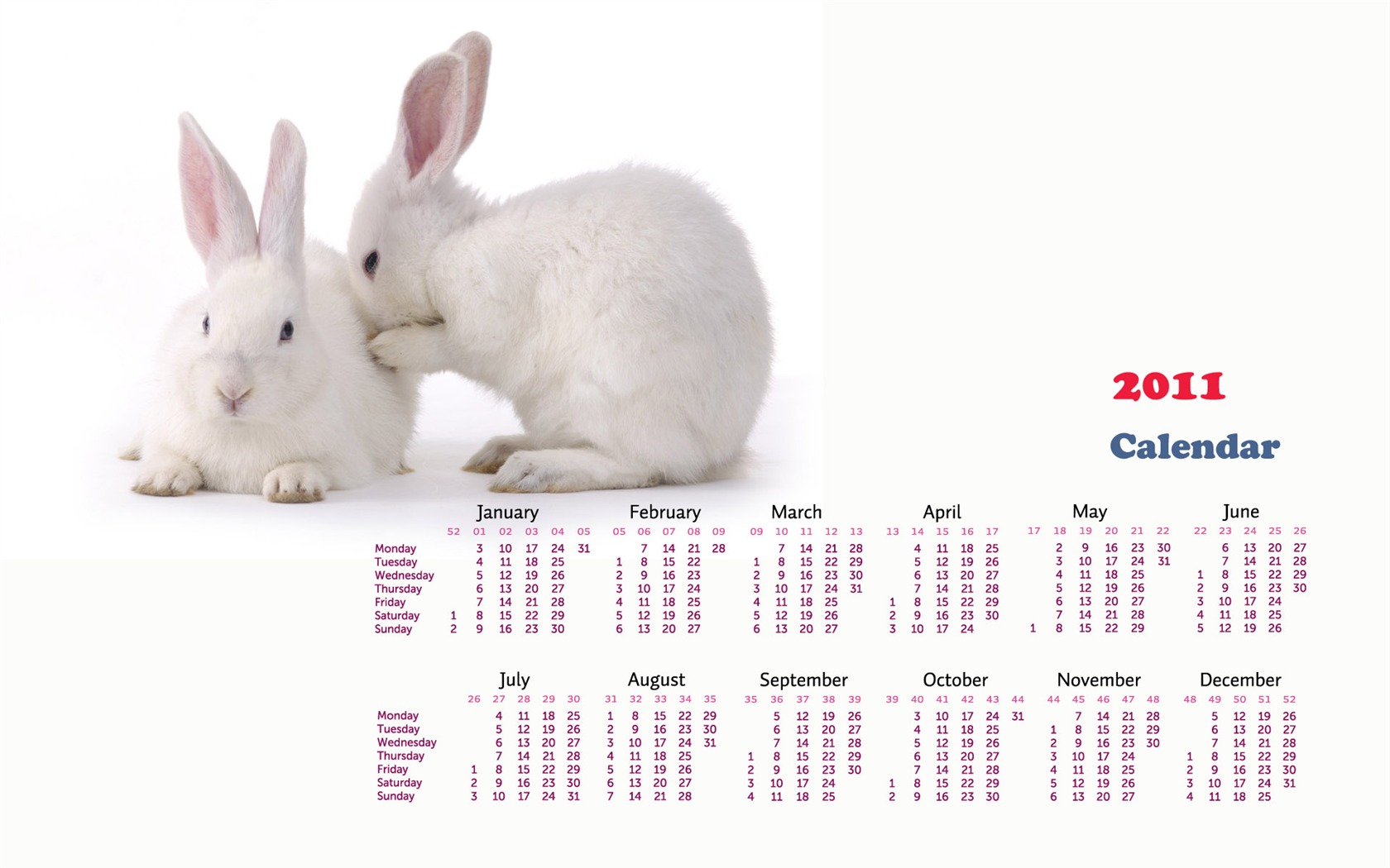 Année du papier peint Rabbit calendrier 2011 (1) #17 - 1680x1050