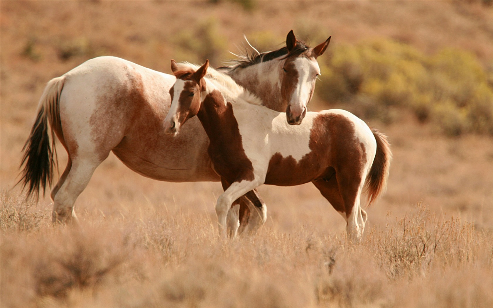 Caballo Super fotografía de fondo (1) #6 - 1680x1050