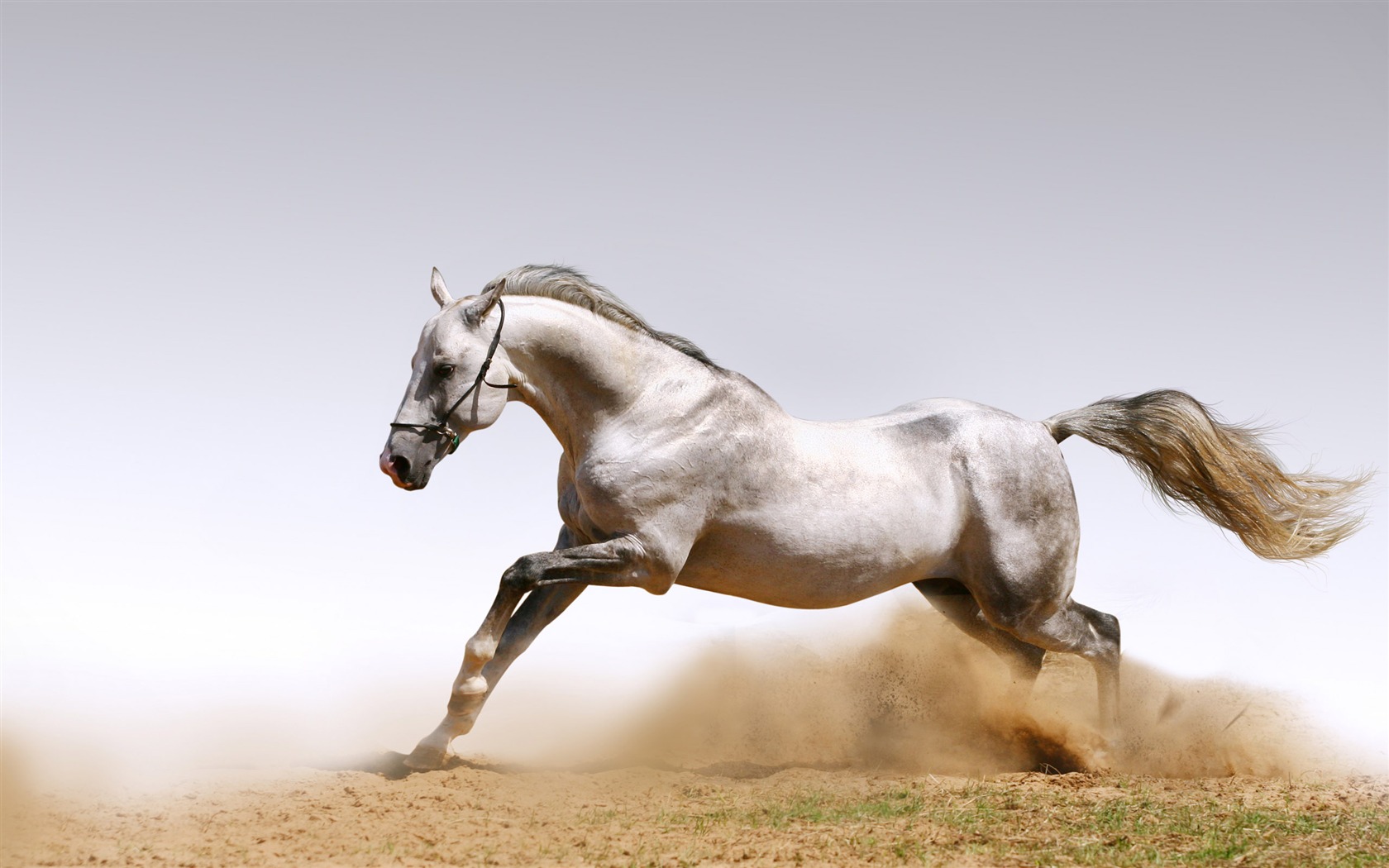 Super Pferd Fototapete (1) #17 - 1680x1050