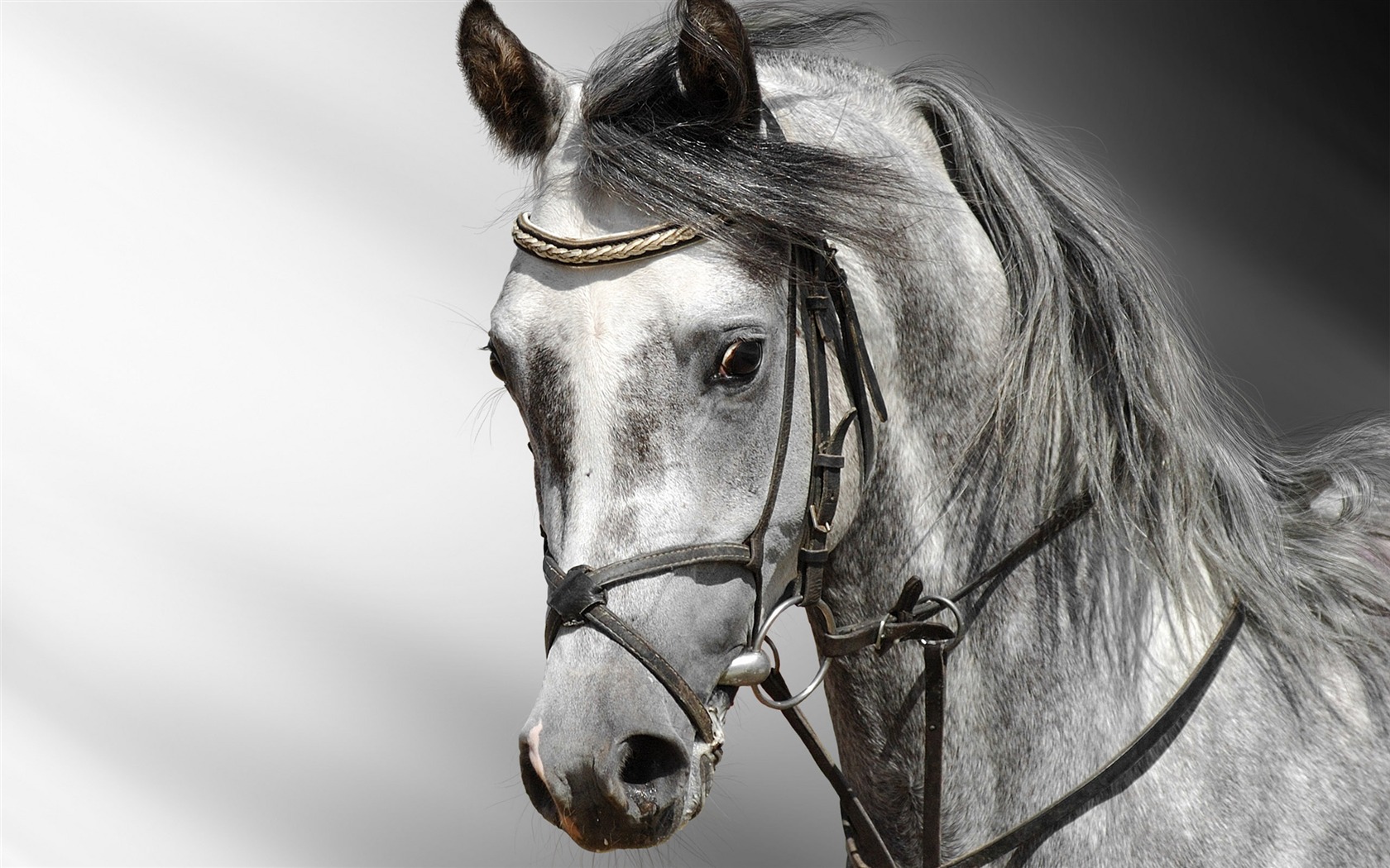 Super Pferd Fototapete (2) #9 - 1680x1050
