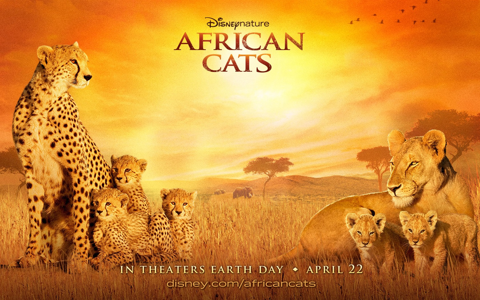 African Cats: Kingdom of Courage wallpapers #3 - 1680x1050