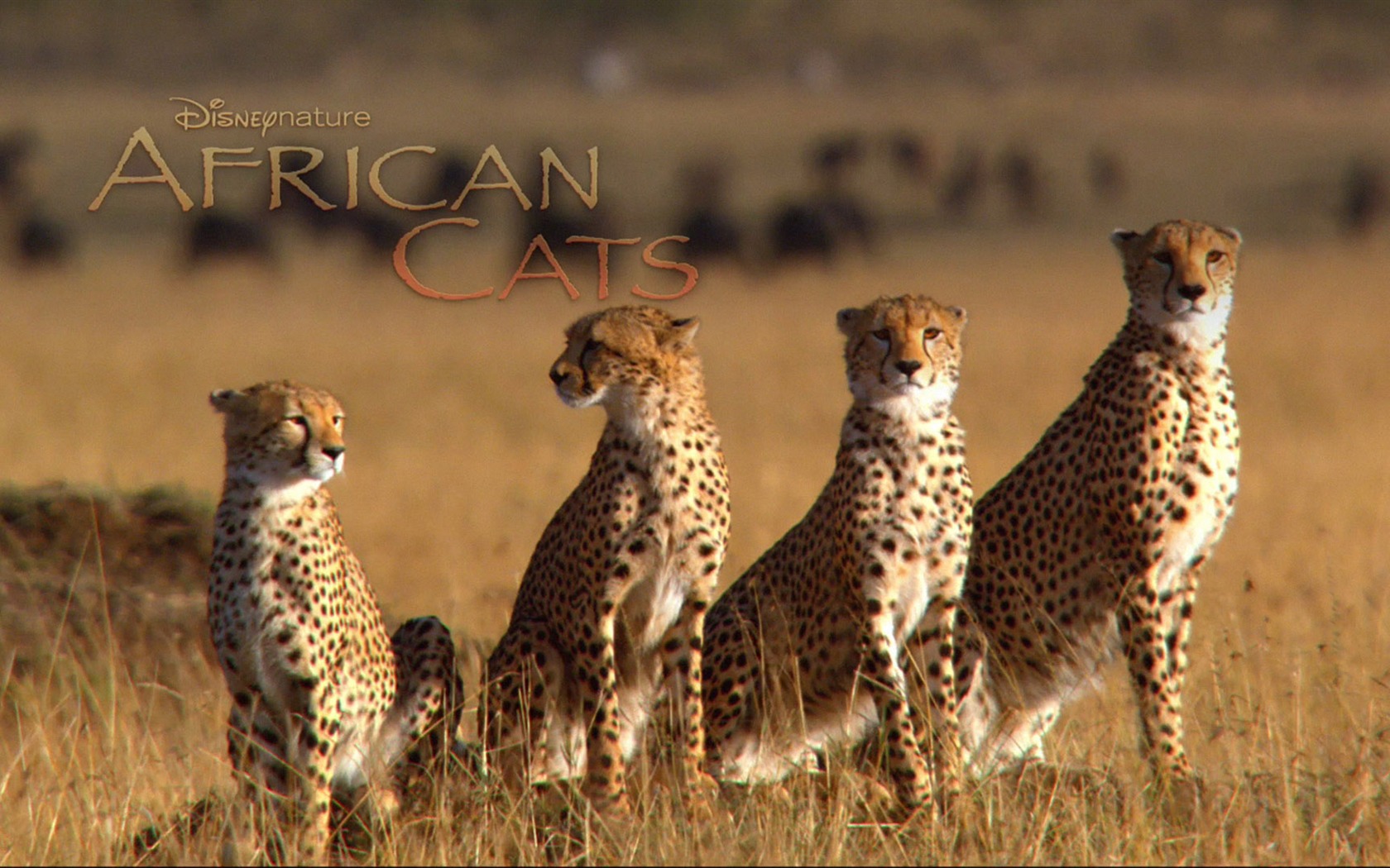 African Cats: Kingdom of Courage wallpapers #5 - 1680x1050