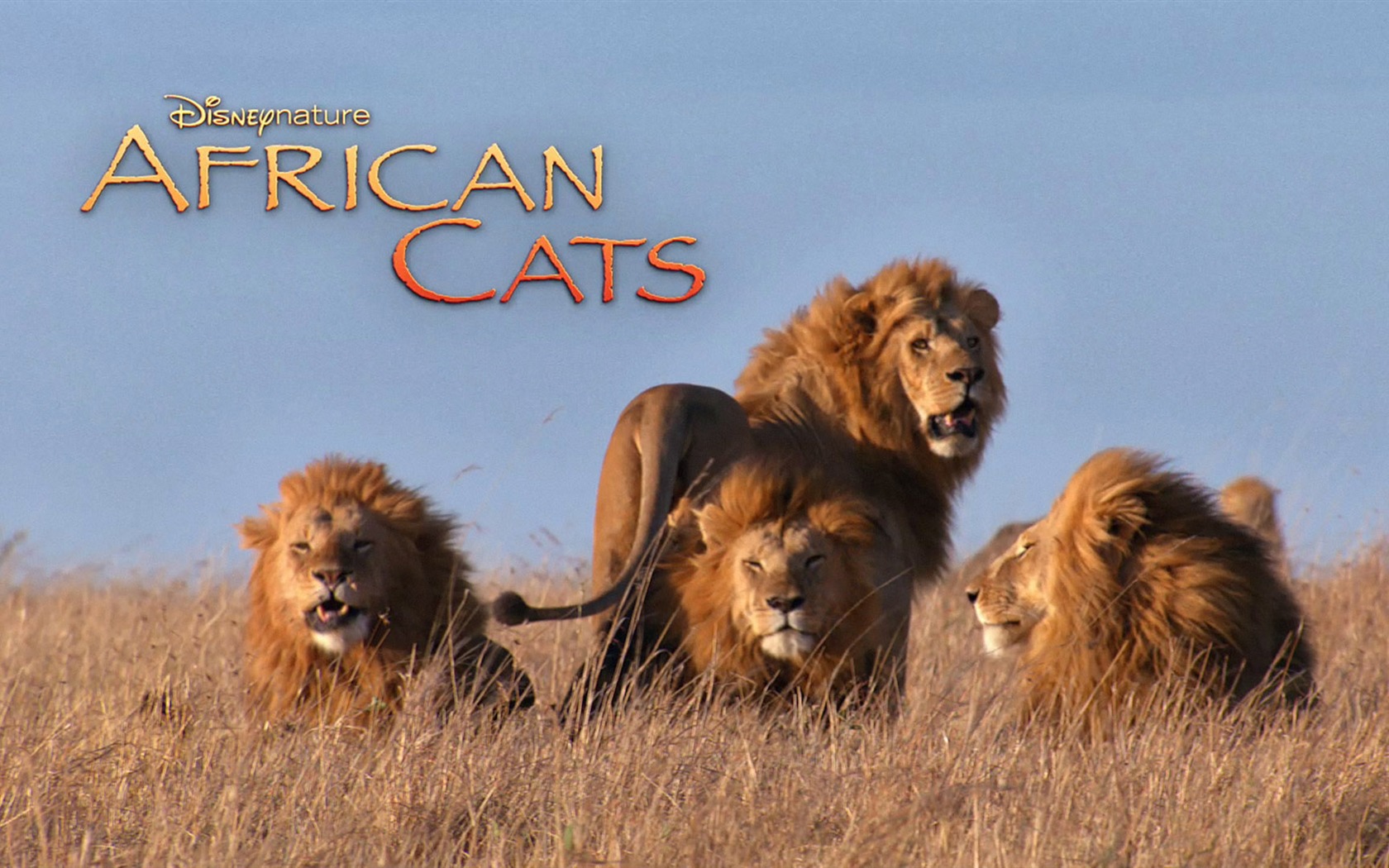 アフリカの猫：勇気の王国壁紙 #6 - 1680x1050