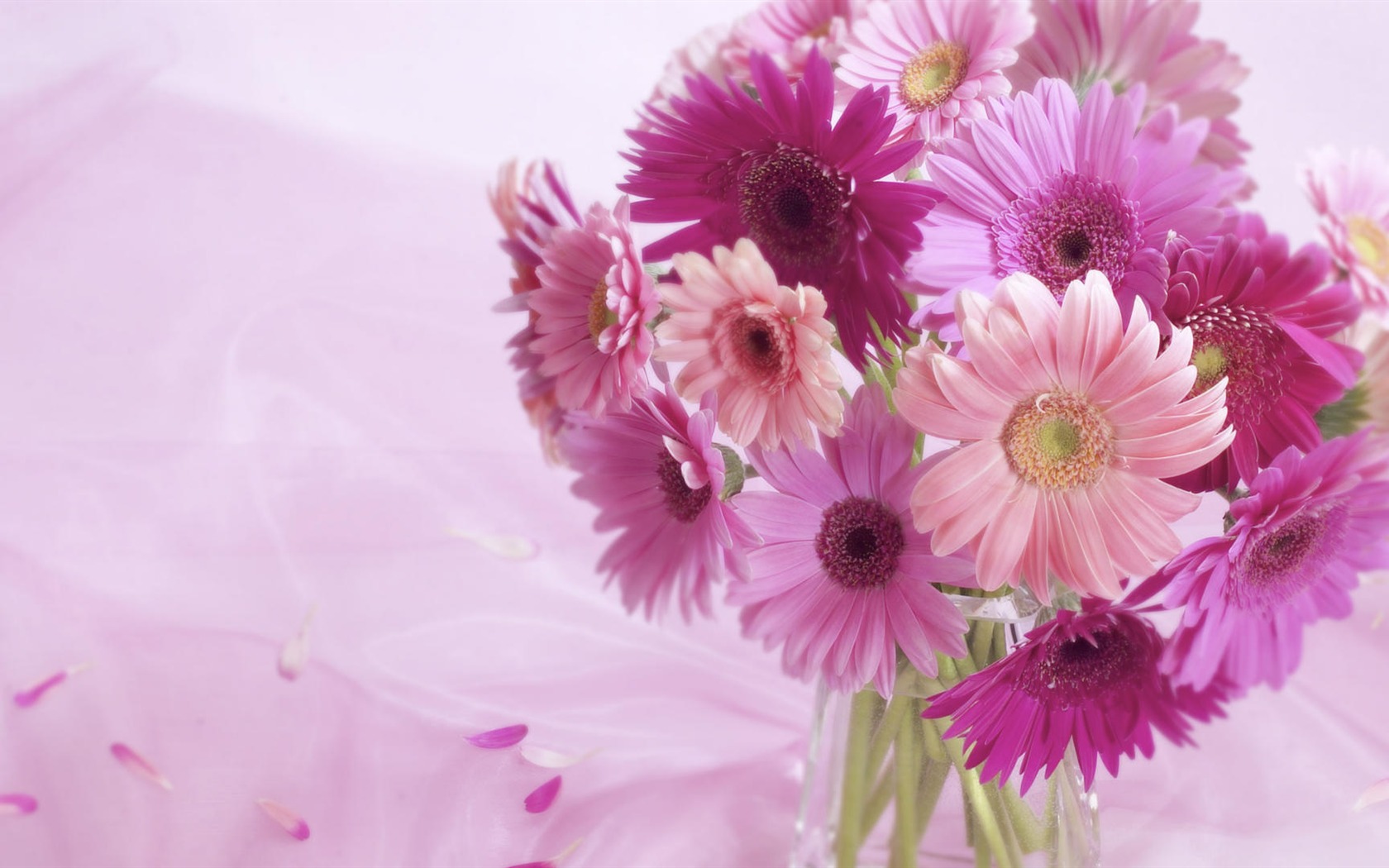 fleurs fond d'écran Widescreen close-up (33) #3 - 1680x1050