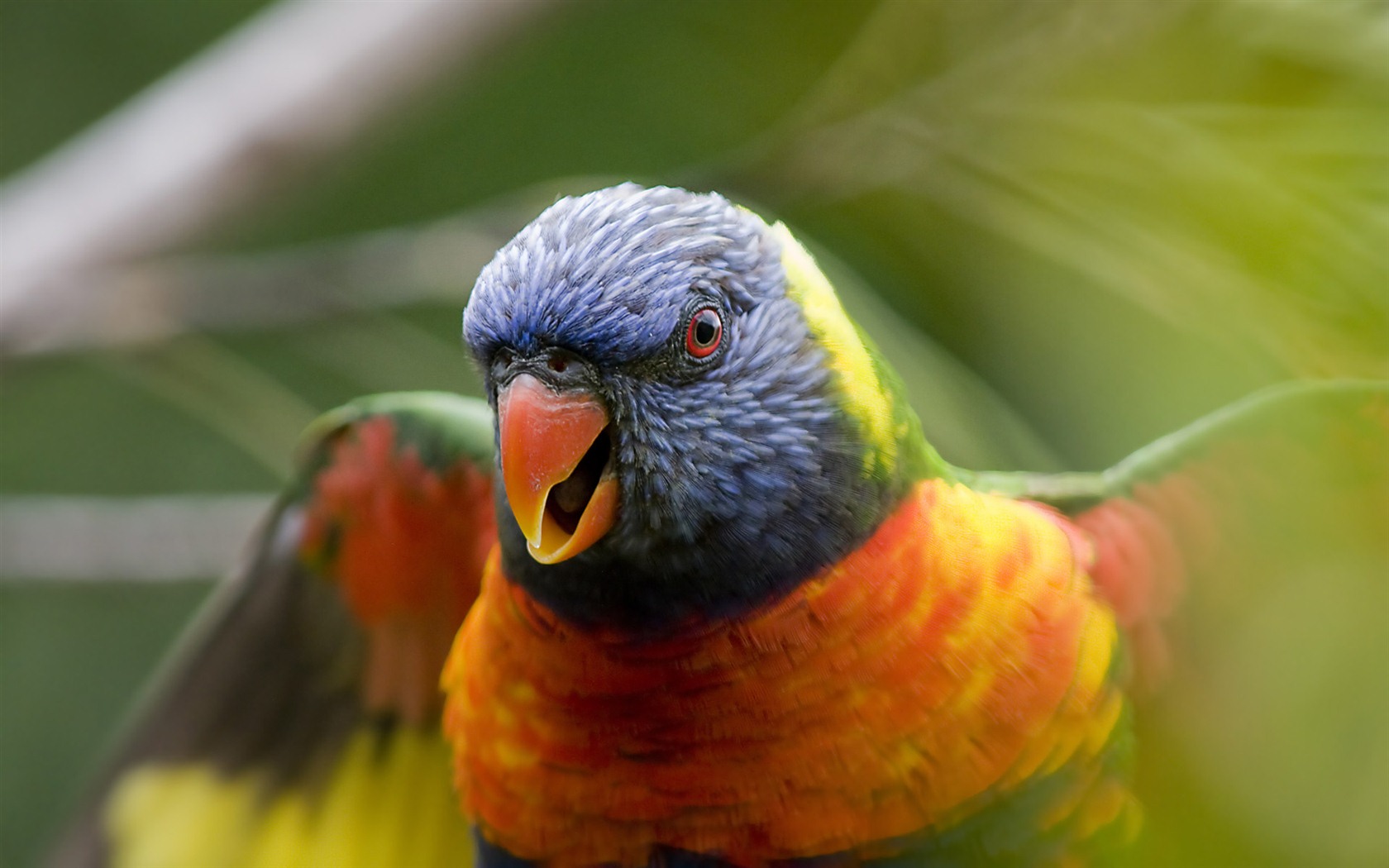 윈도우 7 배경 화면 : 아름다운 새들 #6 - 1680x1050