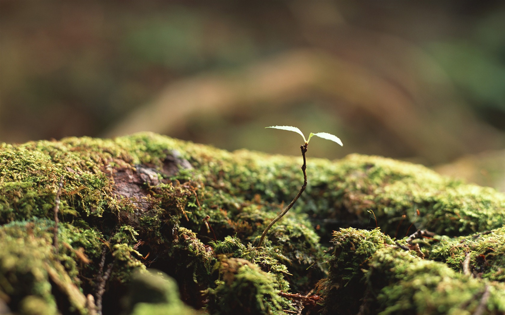 The fresh green shoots close-up wallpaper #3 - 1680x1050