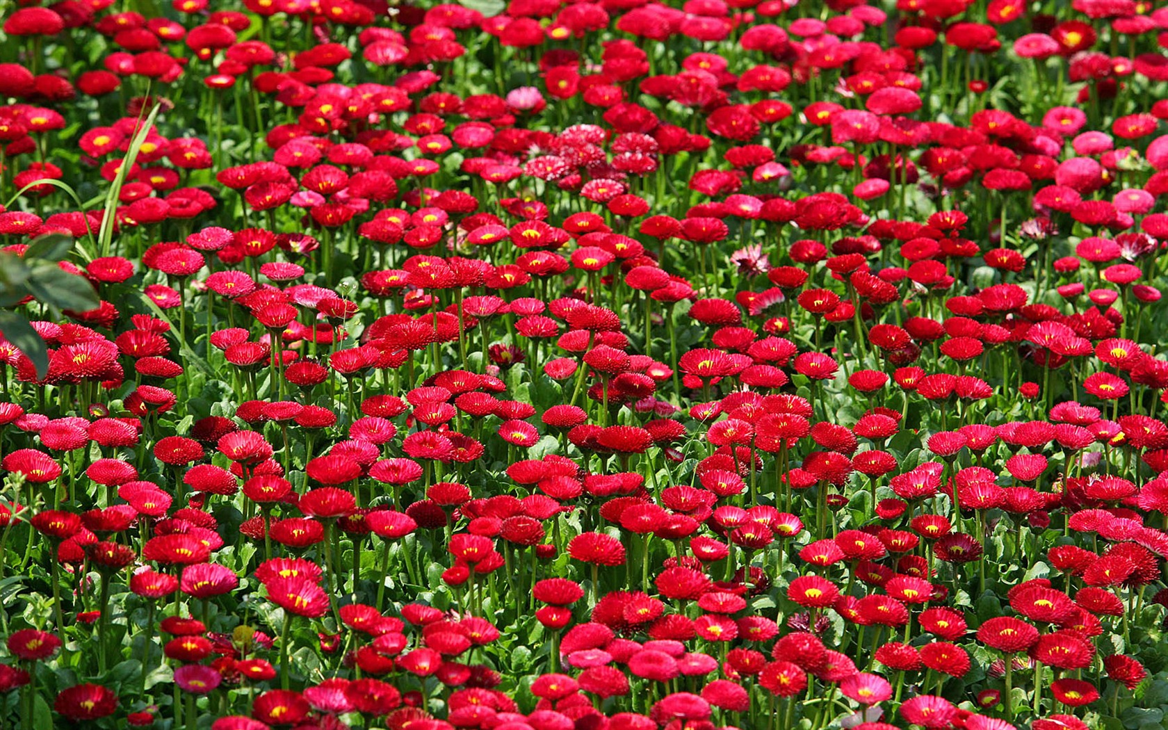 Sedmikrásky květiny close-up tapety HD #12 - 1680x1050