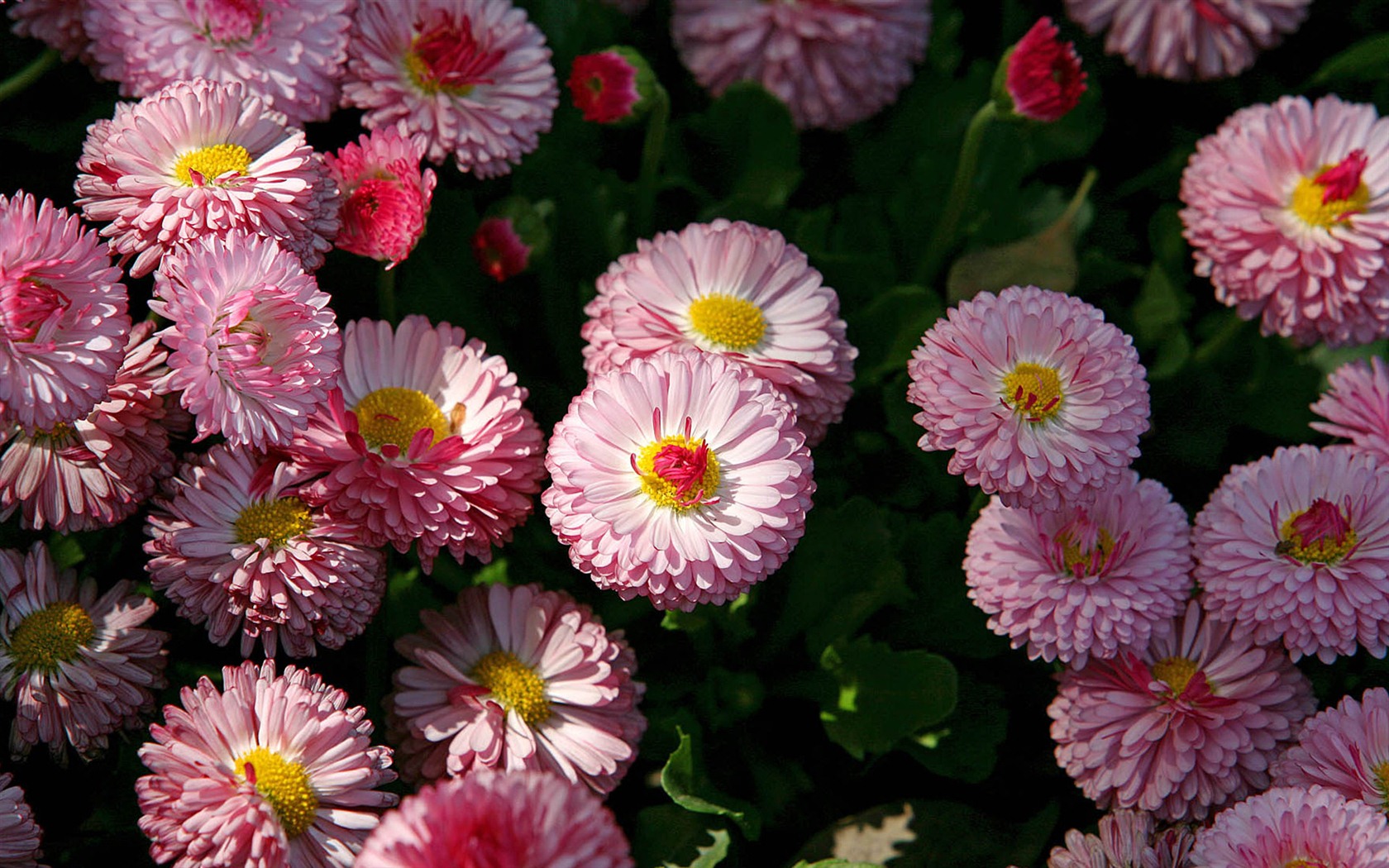 Sedmikrásky květiny close-up tapety HD #16 - 1680x1050