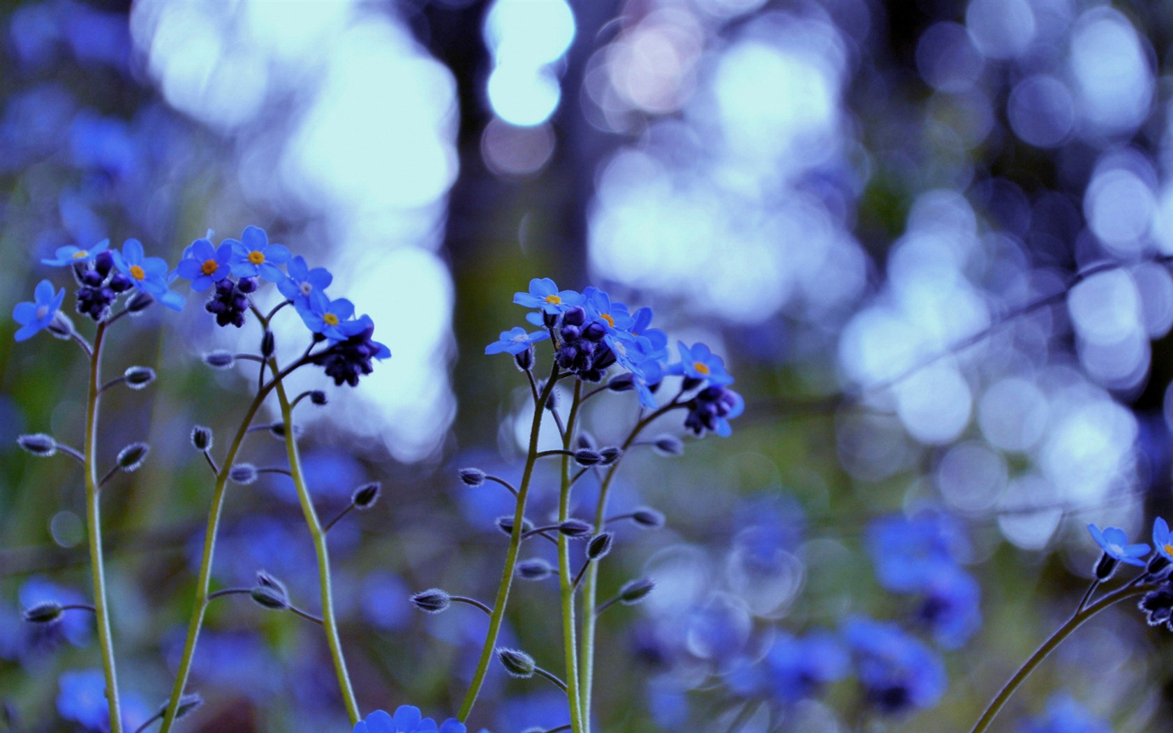 Malé a krásné forget-me-květiny HD tapetu #4 - 1680x1050
