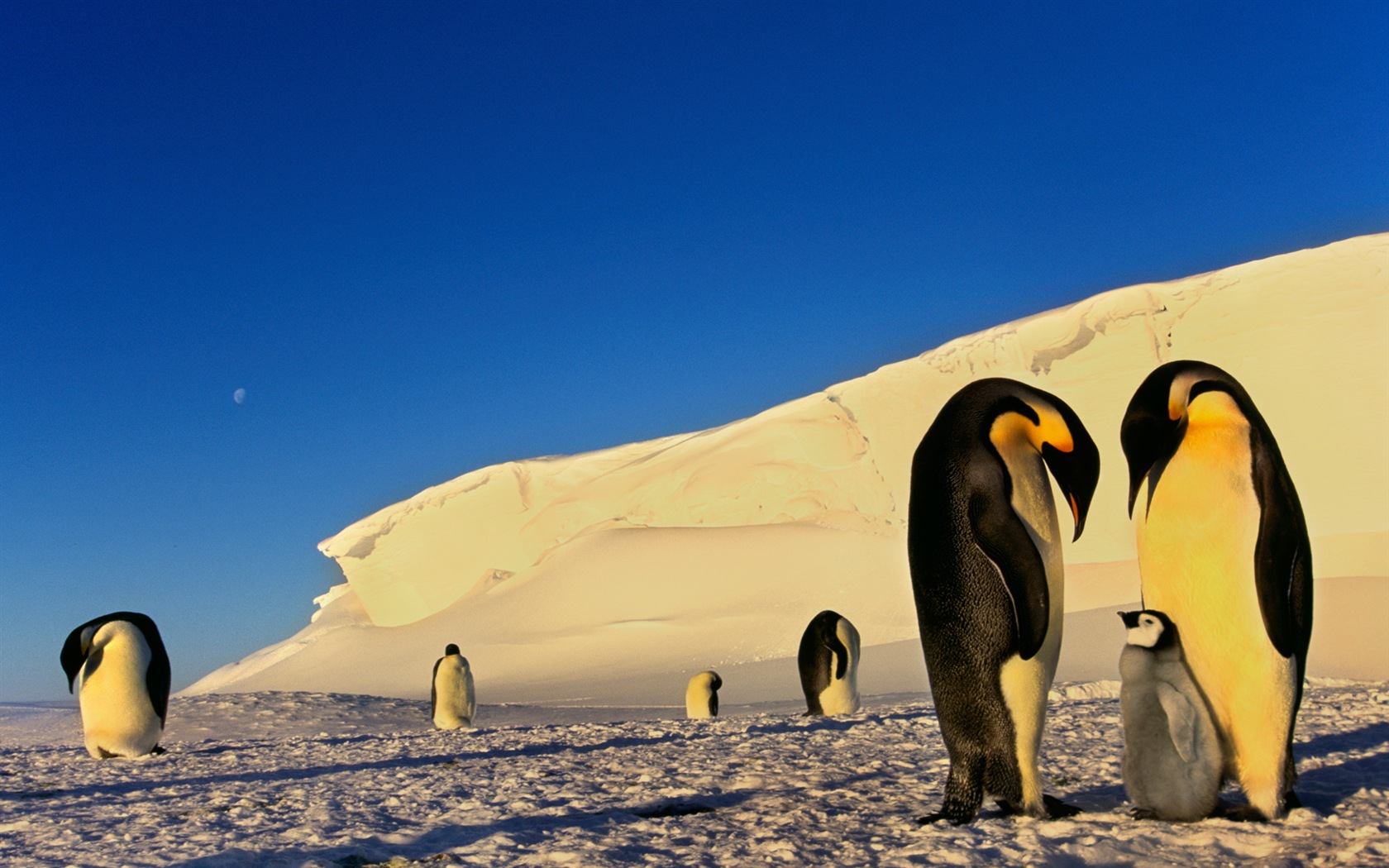 윈도우 8 배경 화면 : 남극, 눈 풍경, 남극 펭귄 #3 - 1680x1050