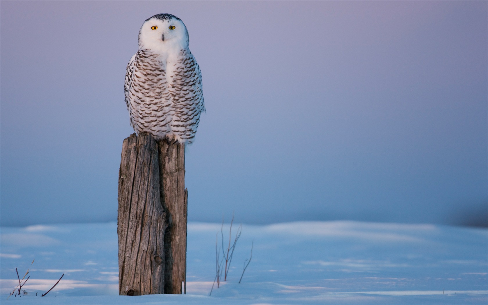 Windows 8 Wallpapers: Arctic, the nature ecological landscape, arctic animals #2 - 1680x1050