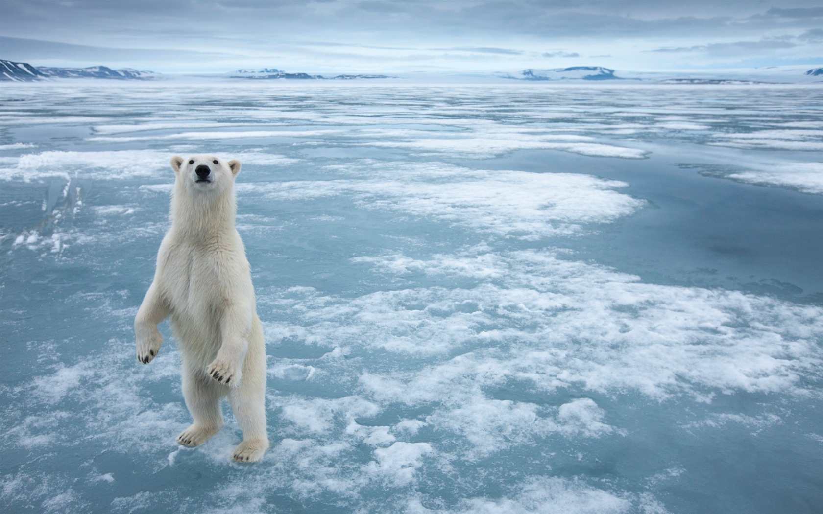 Windows 8 обоев: Арктика, природа экологического ландшафта, арктических животных #6 - 1680x1050