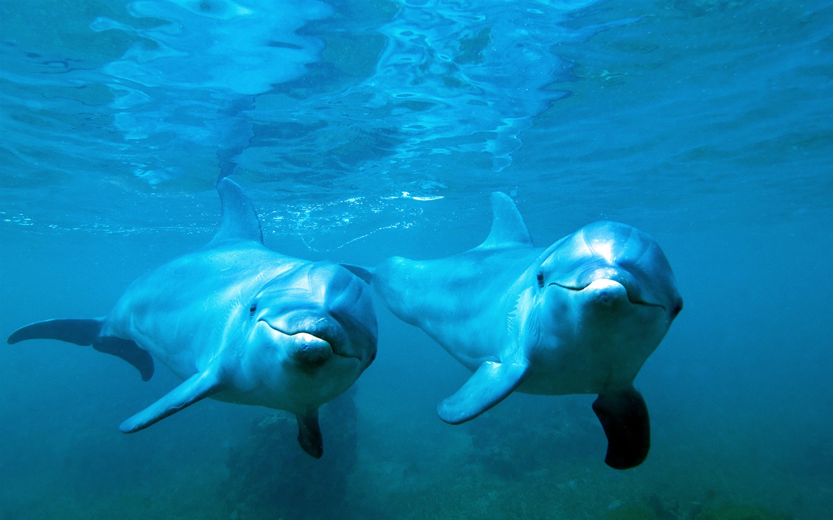 Fond d'écran thème Windows 8: les dauphins élégantes #2 - 1680x1050