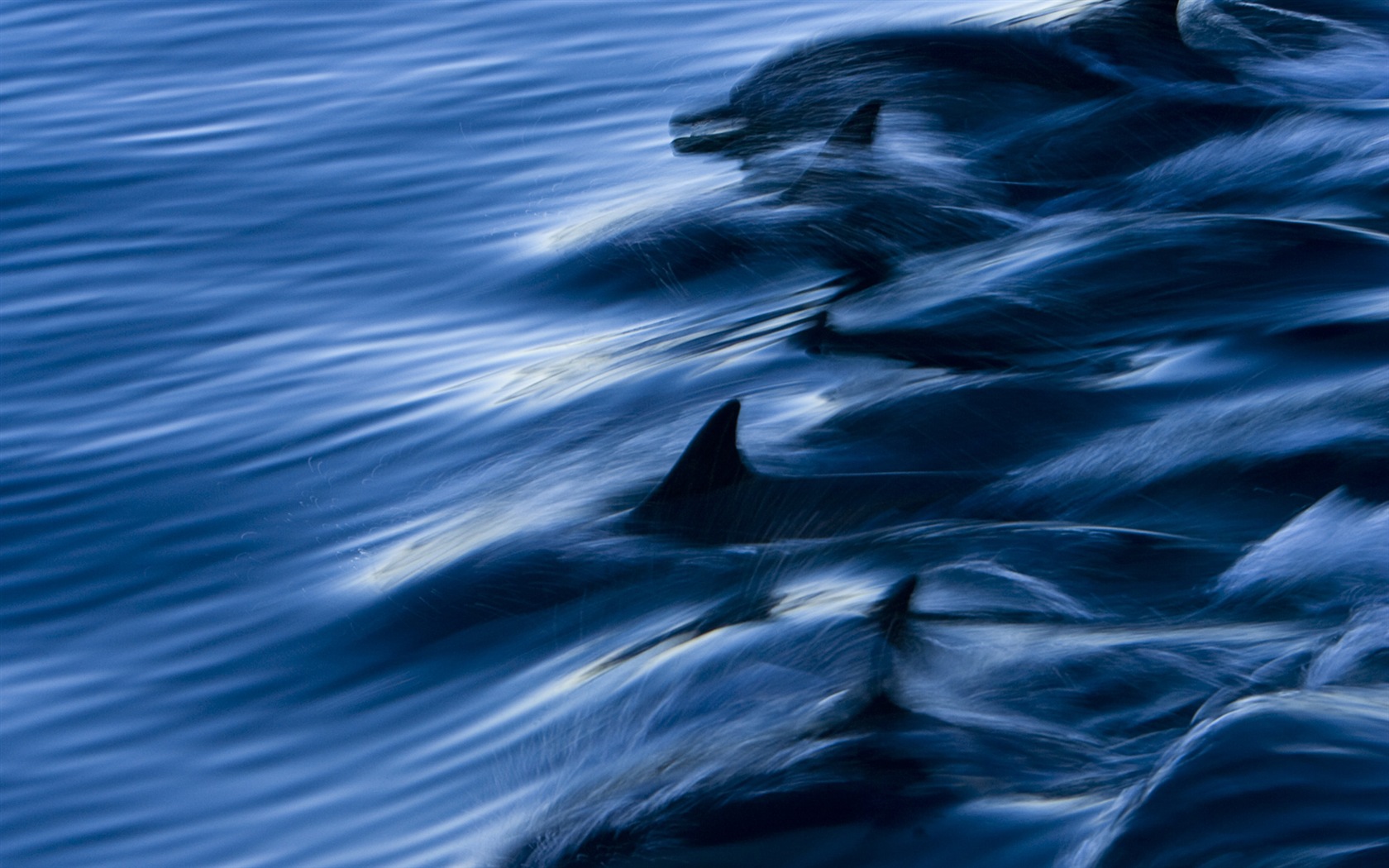 윈도우 8 테마 배경 화면 : 우아한 돌고래 #3 - 1680x1050