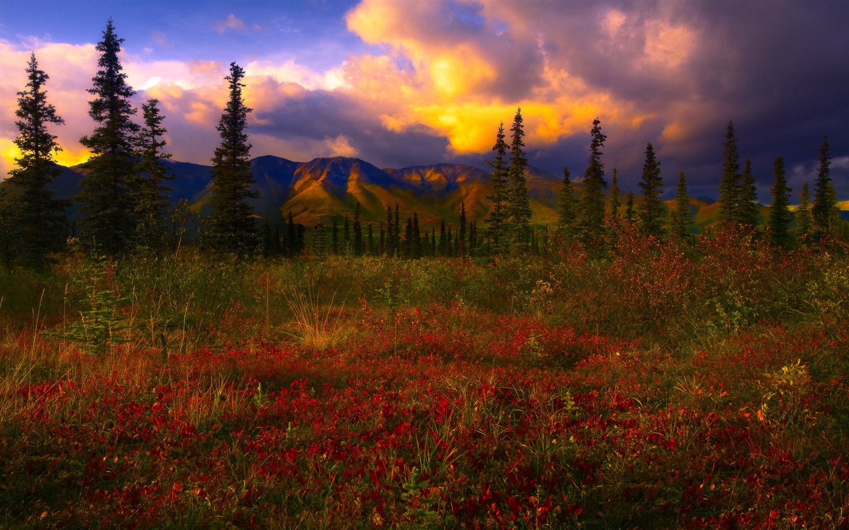 Denali National Park 丹那利国家公园 高清风景壁纸12 - 1680x1050