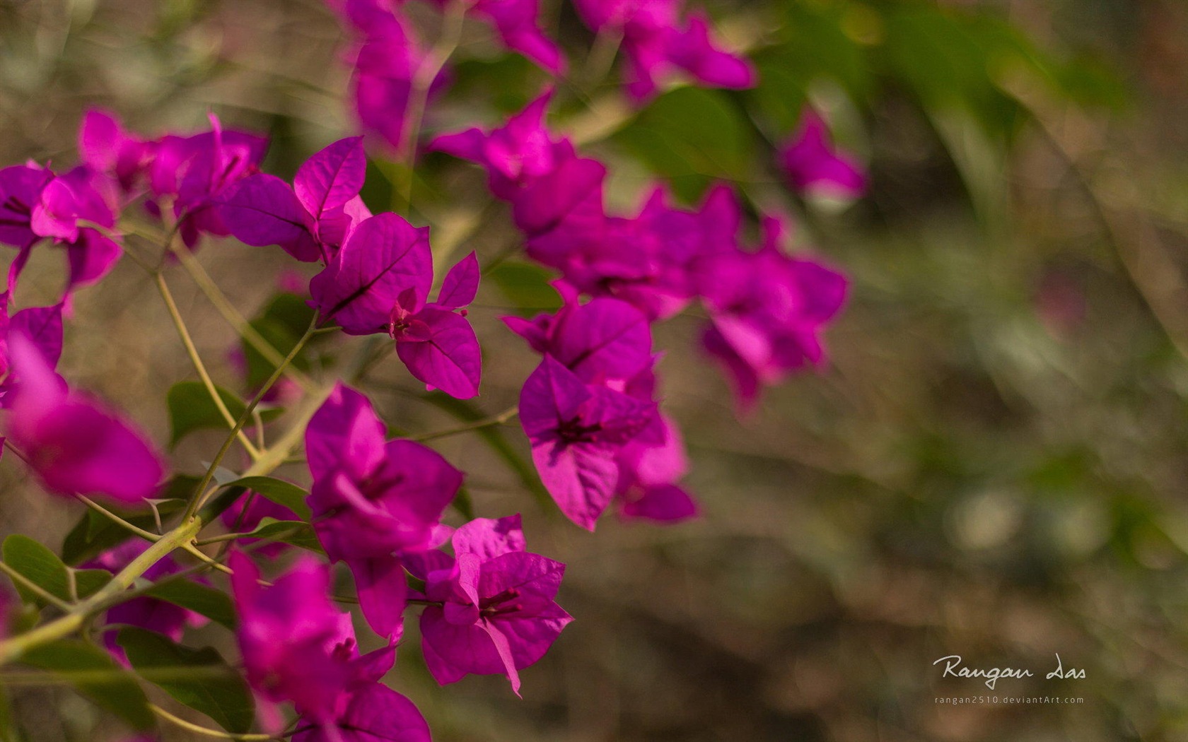 Windows 8 flowers birds butterfly HD wallpapers #3 - 1680x1050