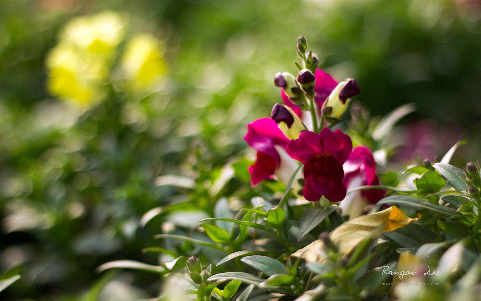 Windows 8 flores pájaros mariposa HD wallpapers #4 - 1680x1050