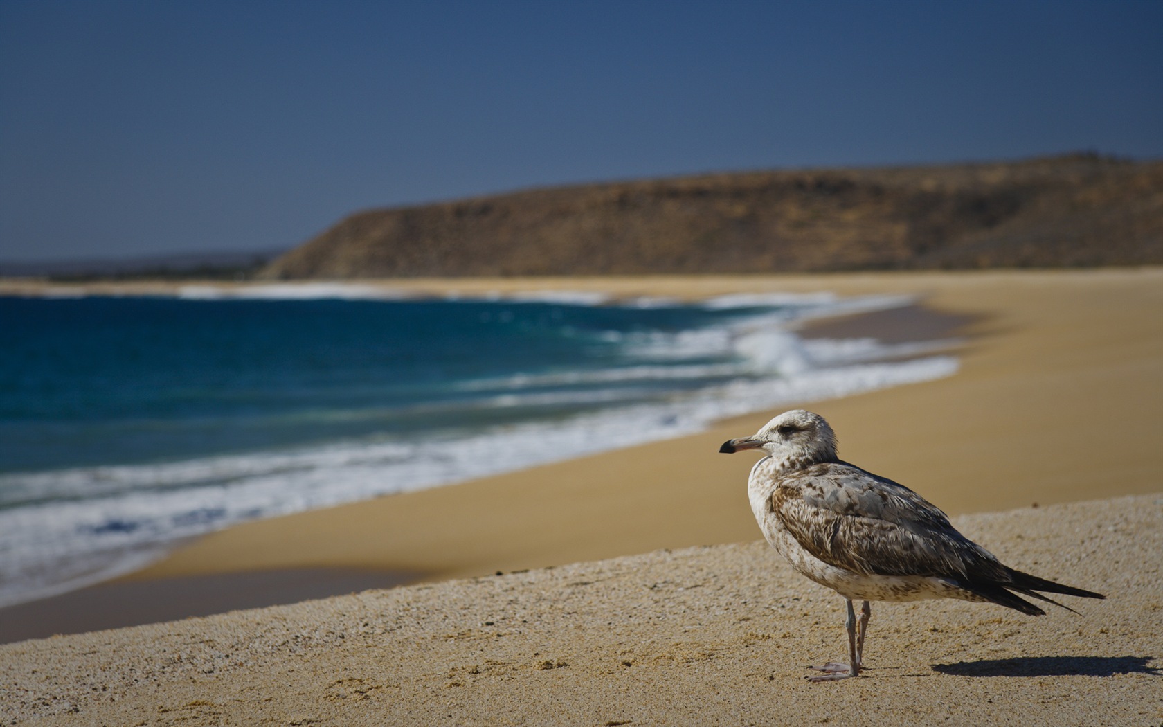 Sea bird seagull HD wallpapers #19 - 1680x1050