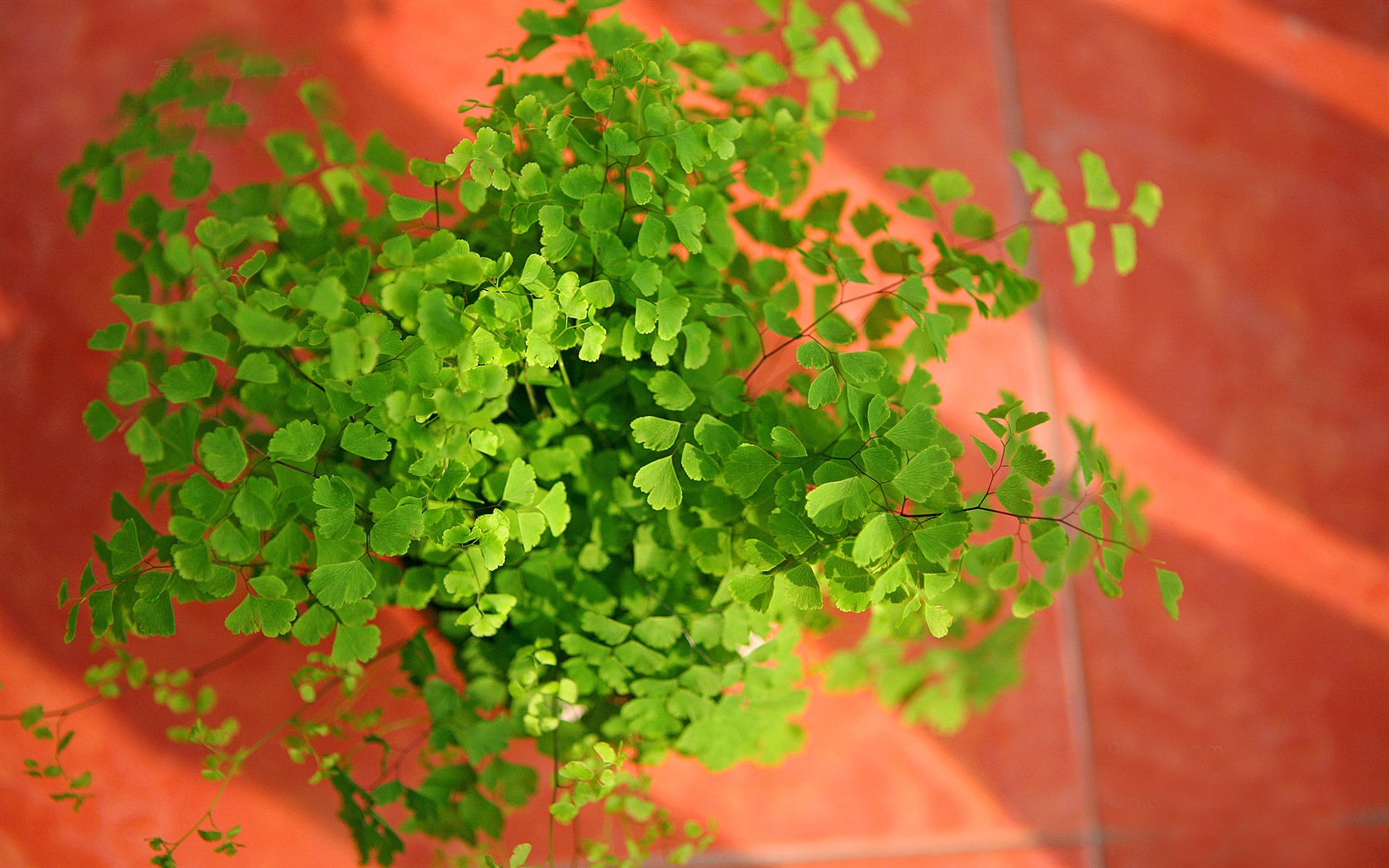 Adiantum verde plantas HD wallpapers #2 - 1680x1050