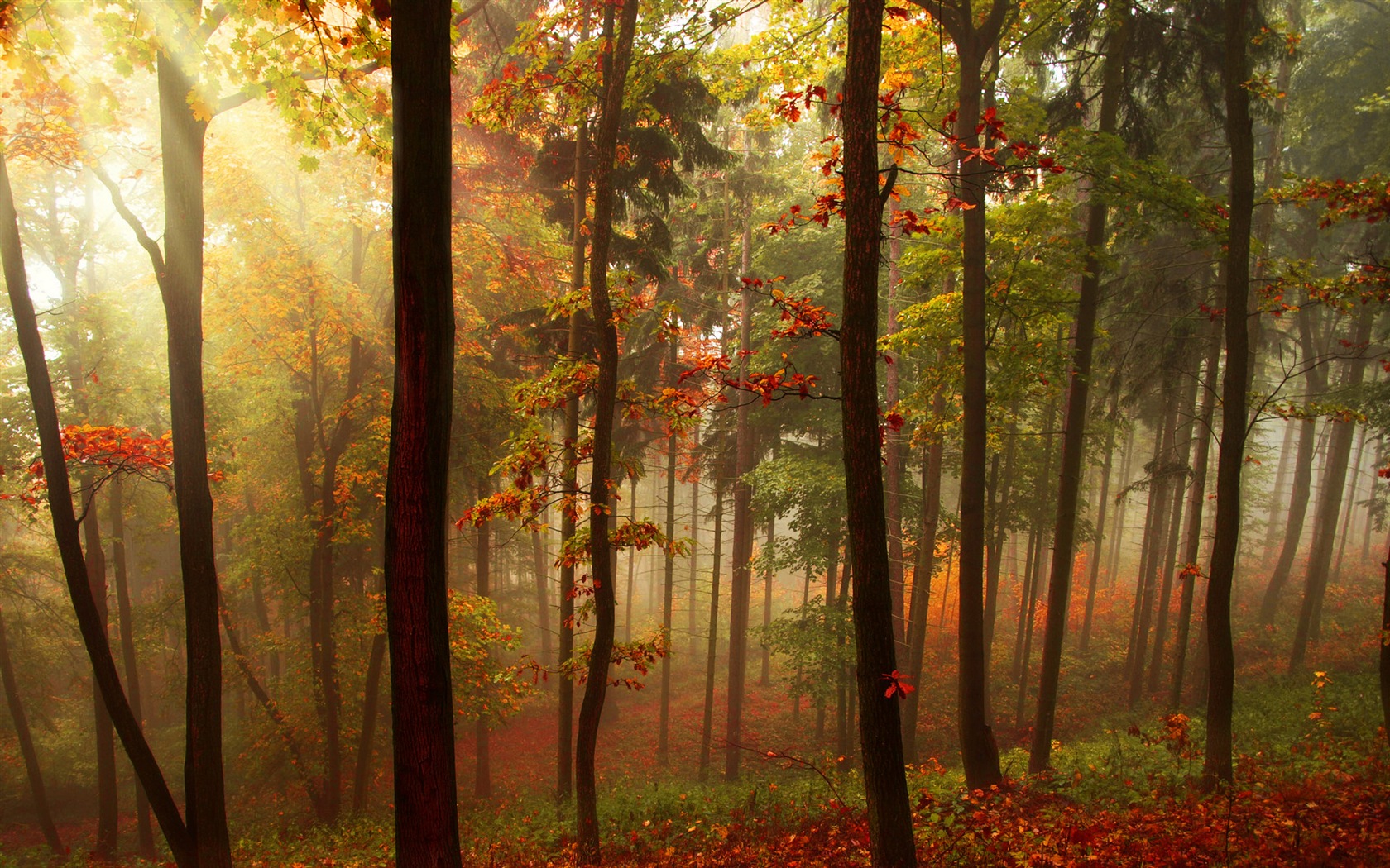 Automne feuilles rouges des arbres d'écran HD forêt #5 - 1680x1050