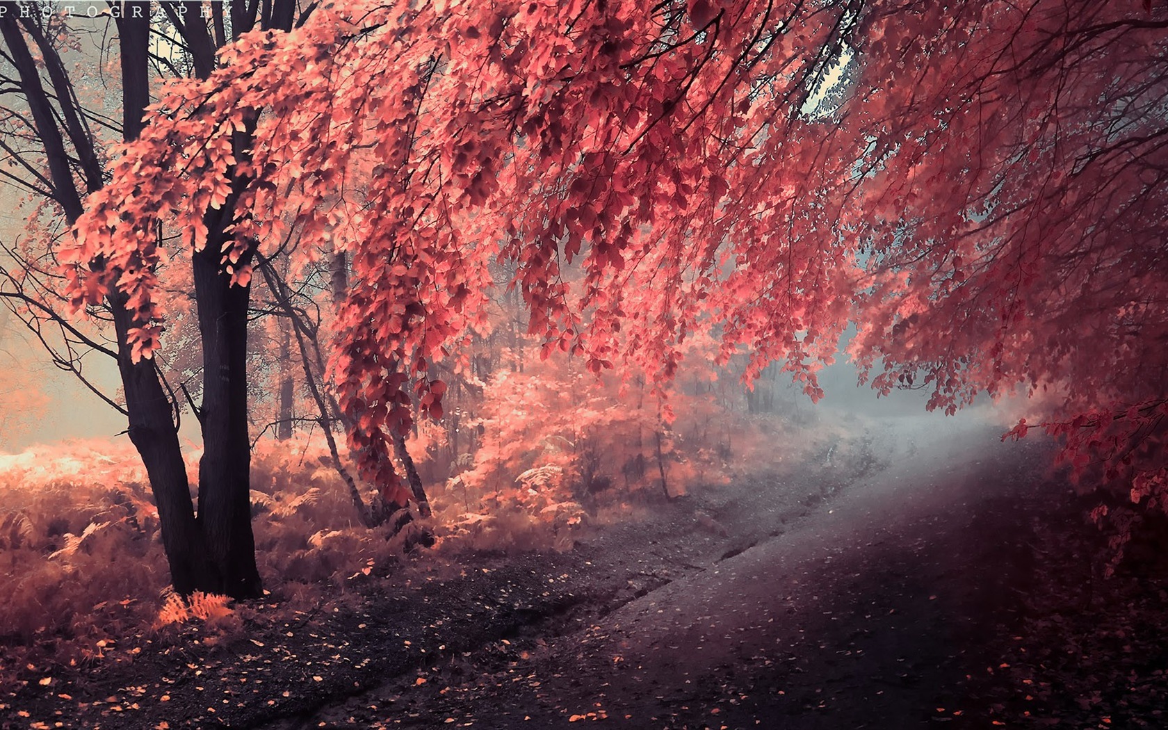 Rojo hojas de otoño bosque árboles HD wallpaper #13 - 1680x1050
