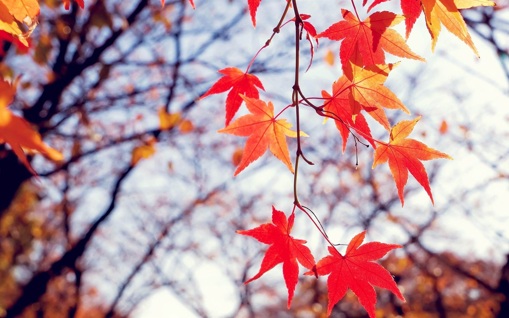ОС Windows 8.1 HD обои темы: красивые осенние листья #18 - 1680x1050